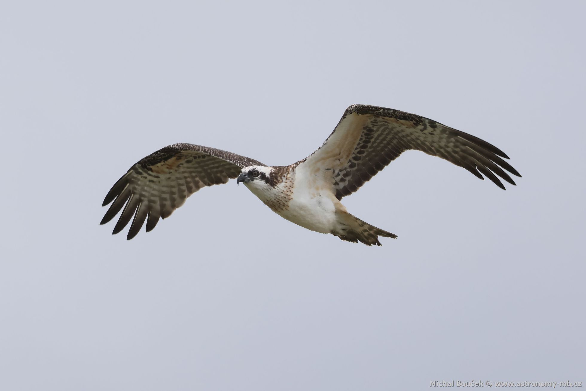 Orlovec australský (Pandion cristatus)