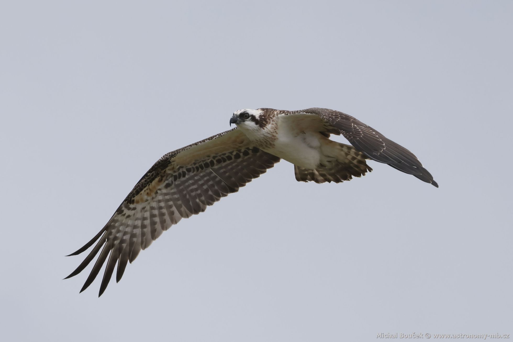 Orlovec australský (Pandion cristatus)
