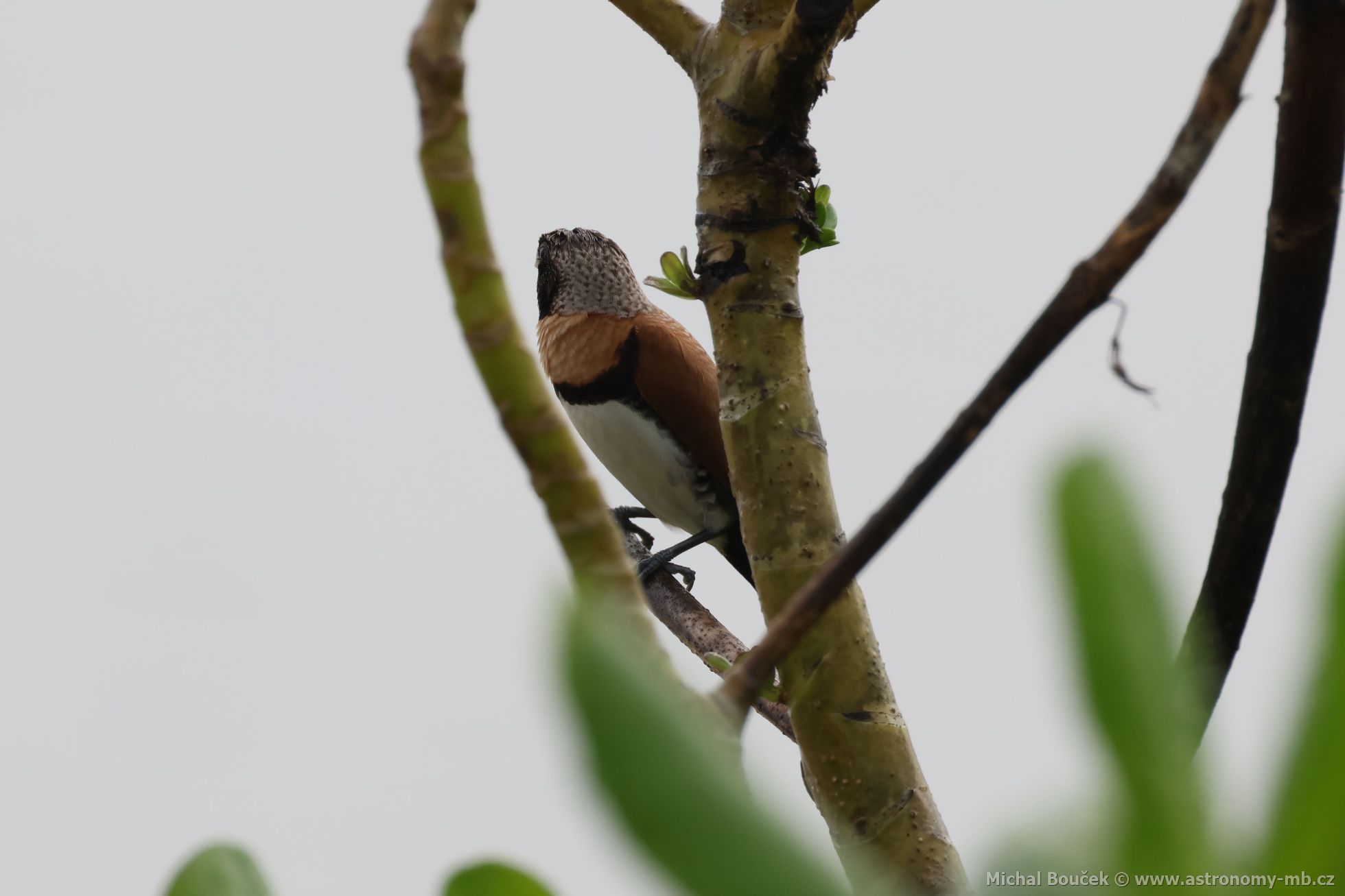Panenka hnědoprsá (Lonchura castaneothorax)
