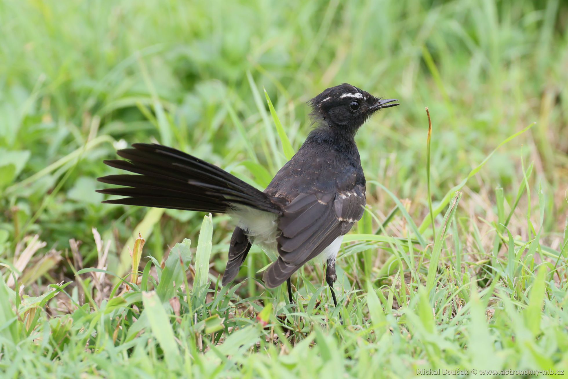 Pávík ernobílý (Rhipidura leucophrys)
