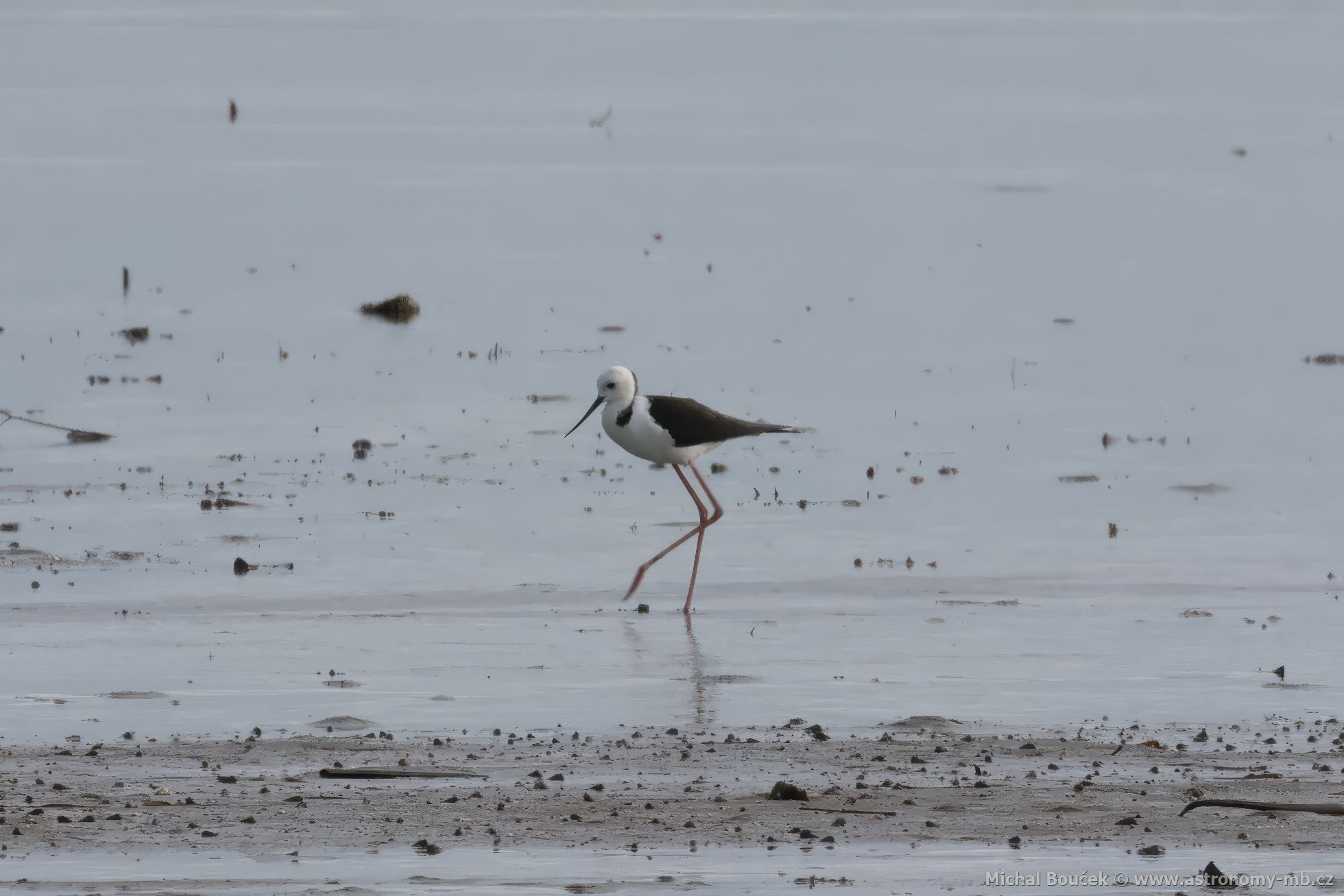 Pisila blohlavá (Himantopus leucocephalus)