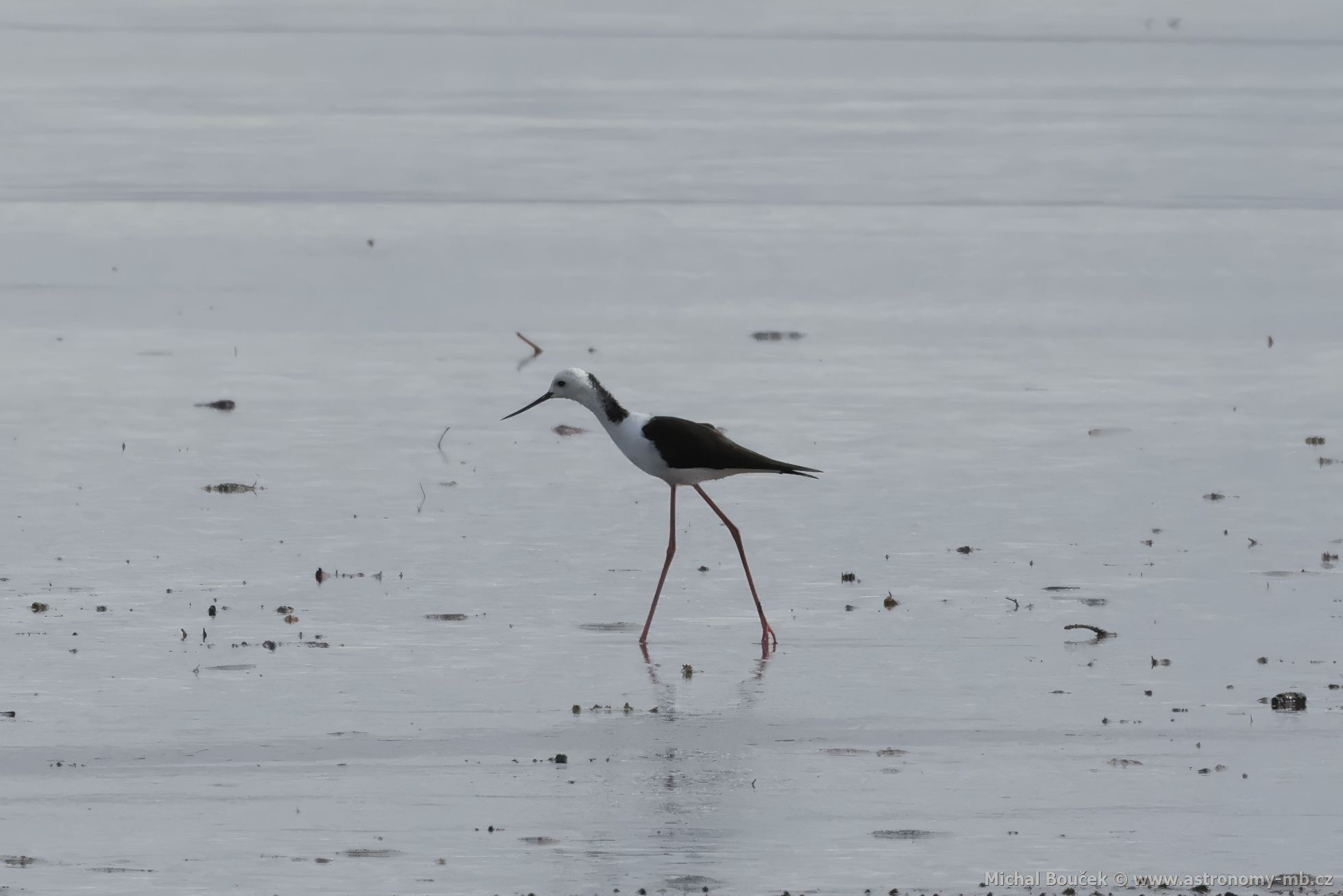 Pisila blohlavá (Himantopus leucocephalus)