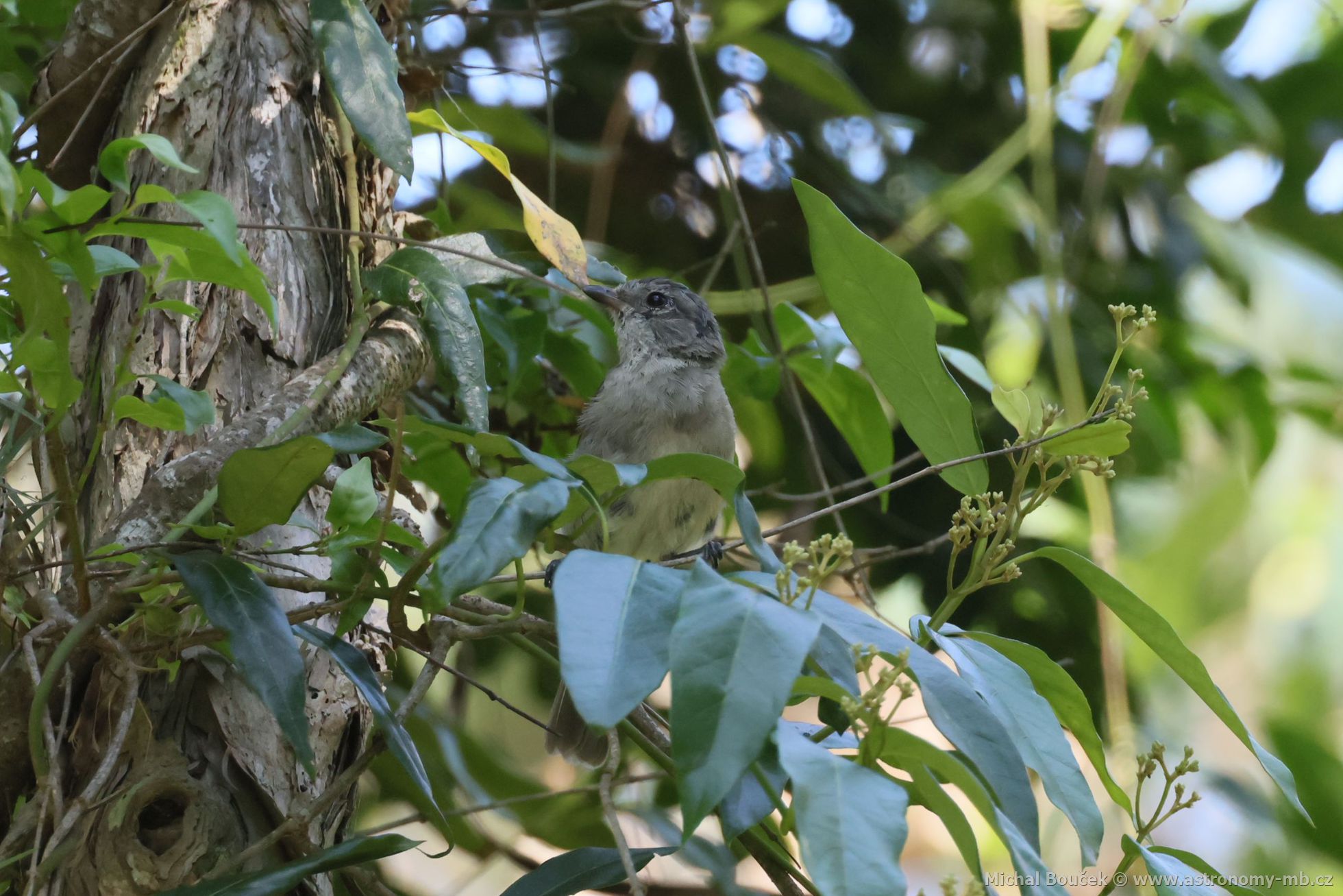 Pištec zlatý (Pachycephala pectoralis)