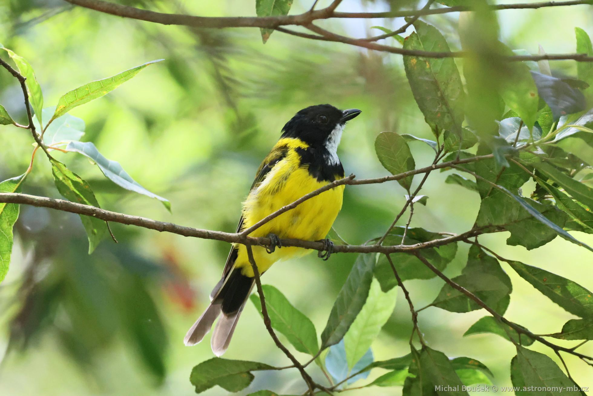 Pištec zlatý (Pachycephala pectoralis)