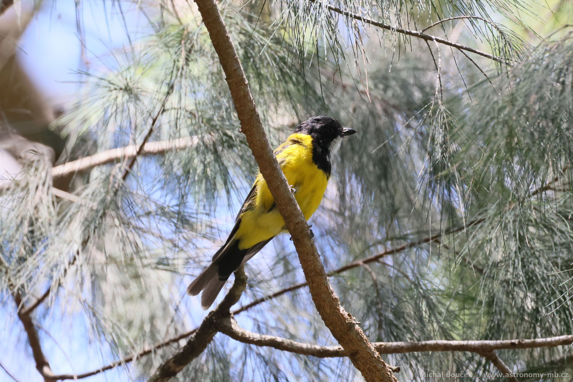 Pištec zlatý (Pachycephala pectoralis)