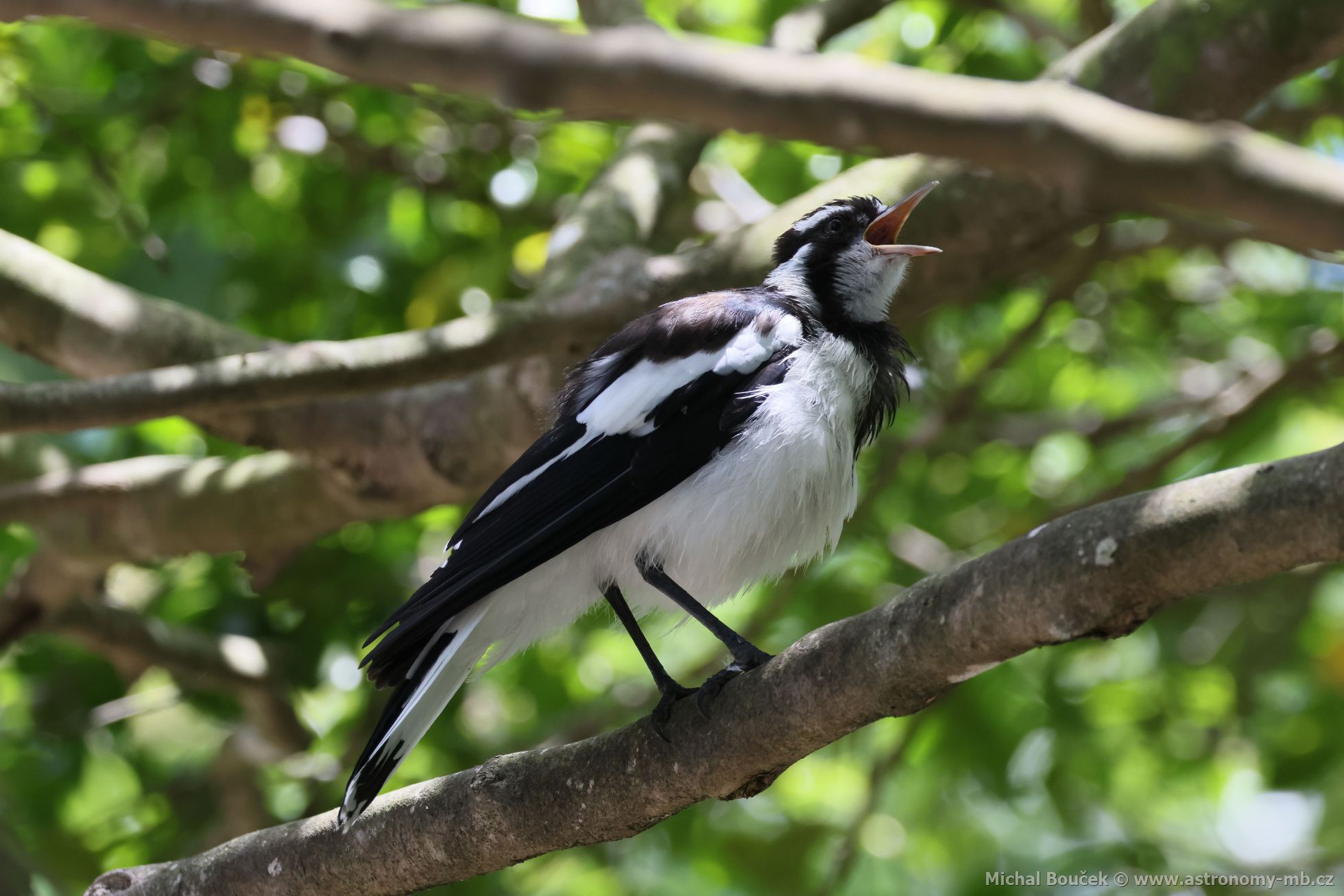 Popeláek ernobílý (Grallina cyanoleuca)
