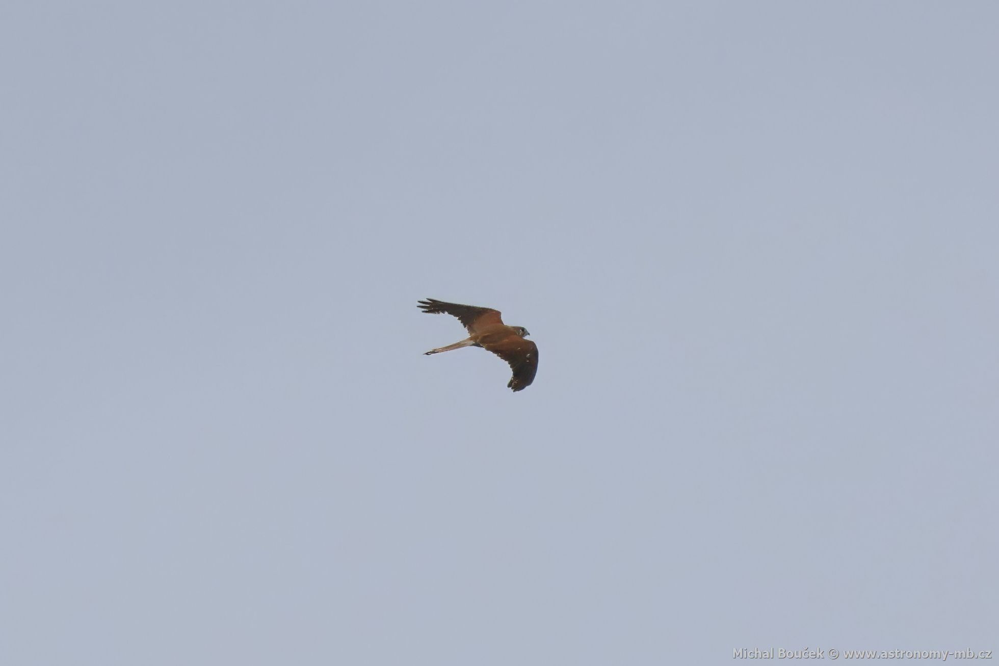 Poštolka australská (Falco cenchroides)