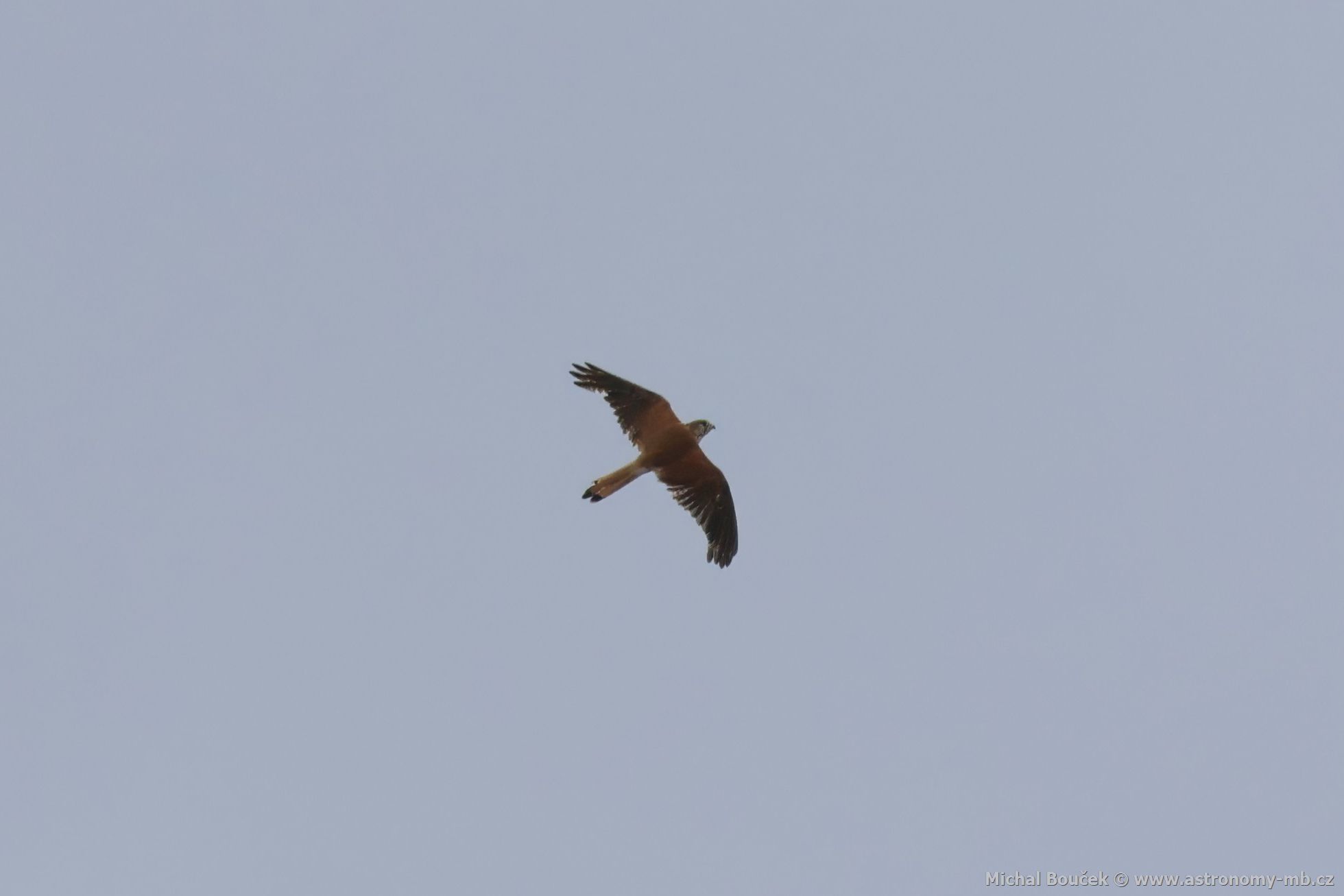 Poštolka australská (Falco cenchroides)