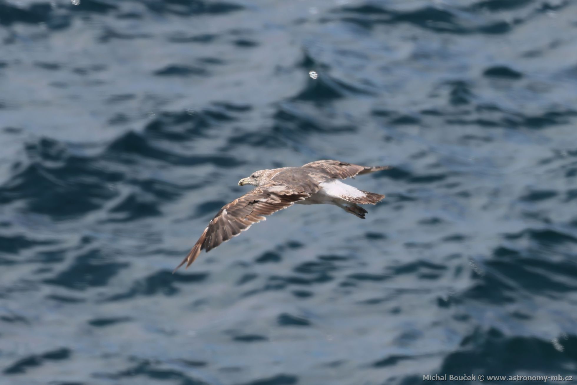 Racek jiní (Larus dominicanus)