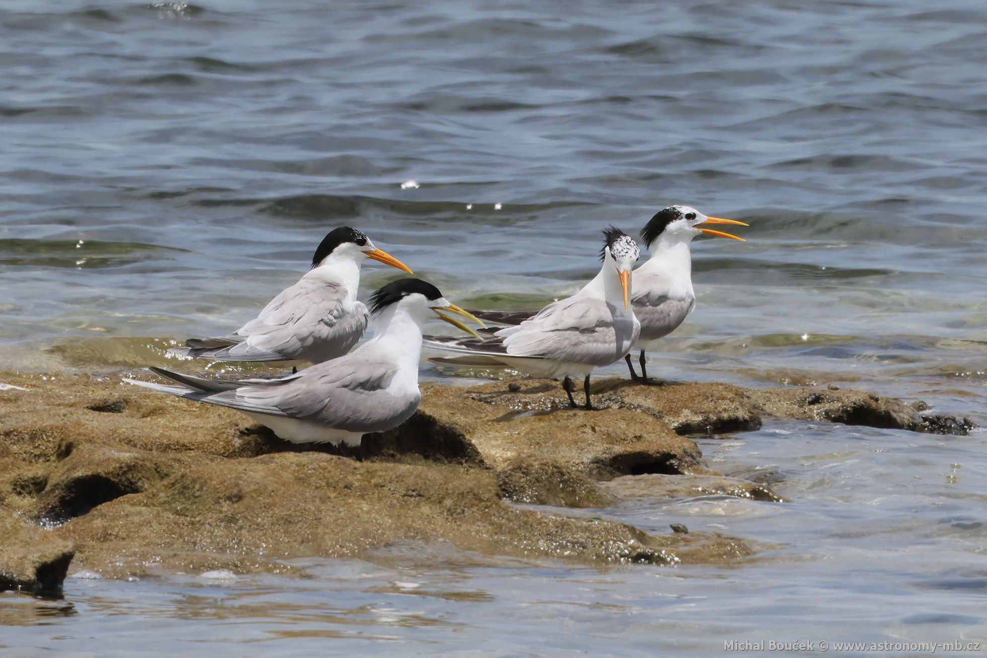 Rybák oranovozobý (Thalasseus bengalensis)