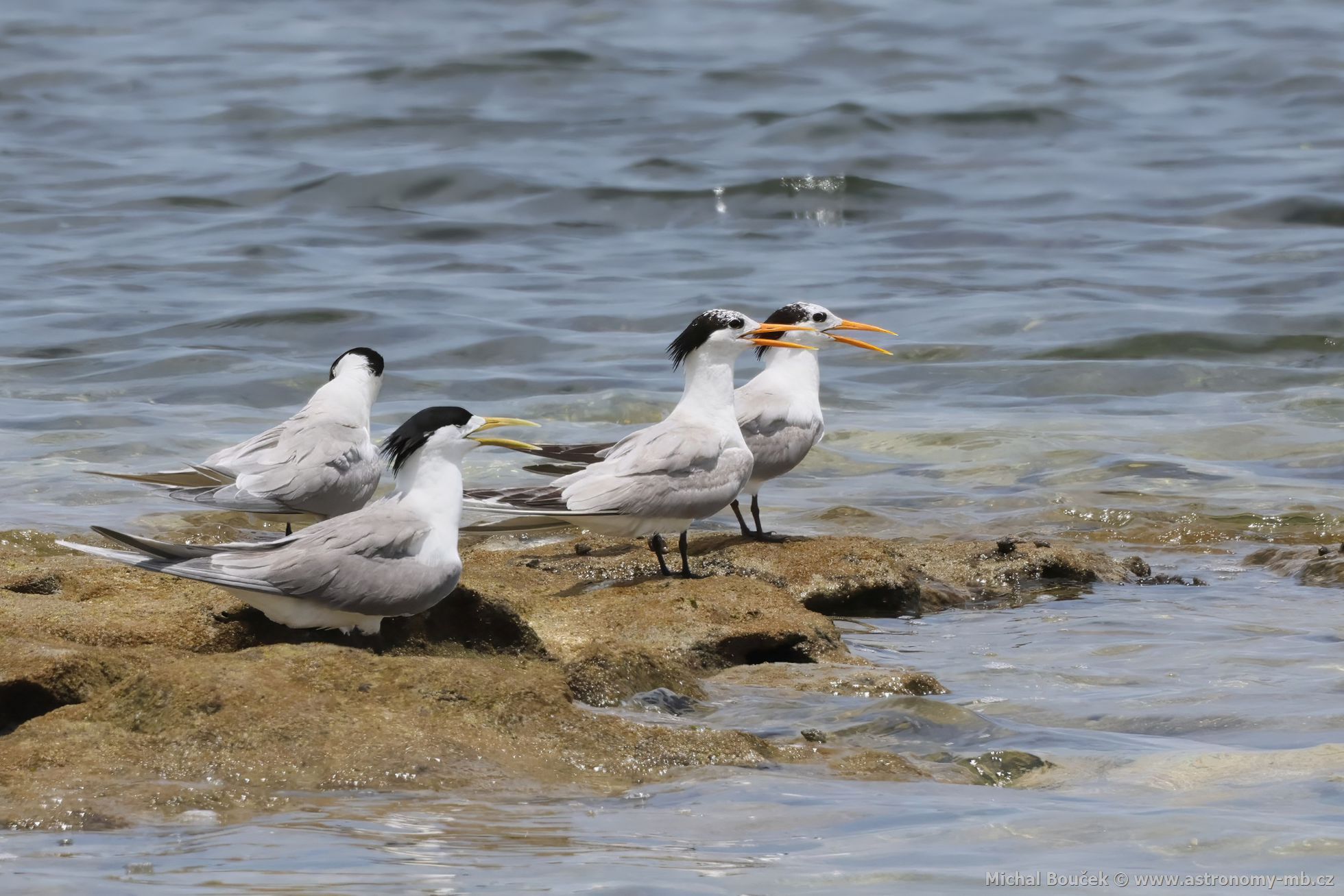 Rybák oranovozobý (Thalasseus bengalensis)
