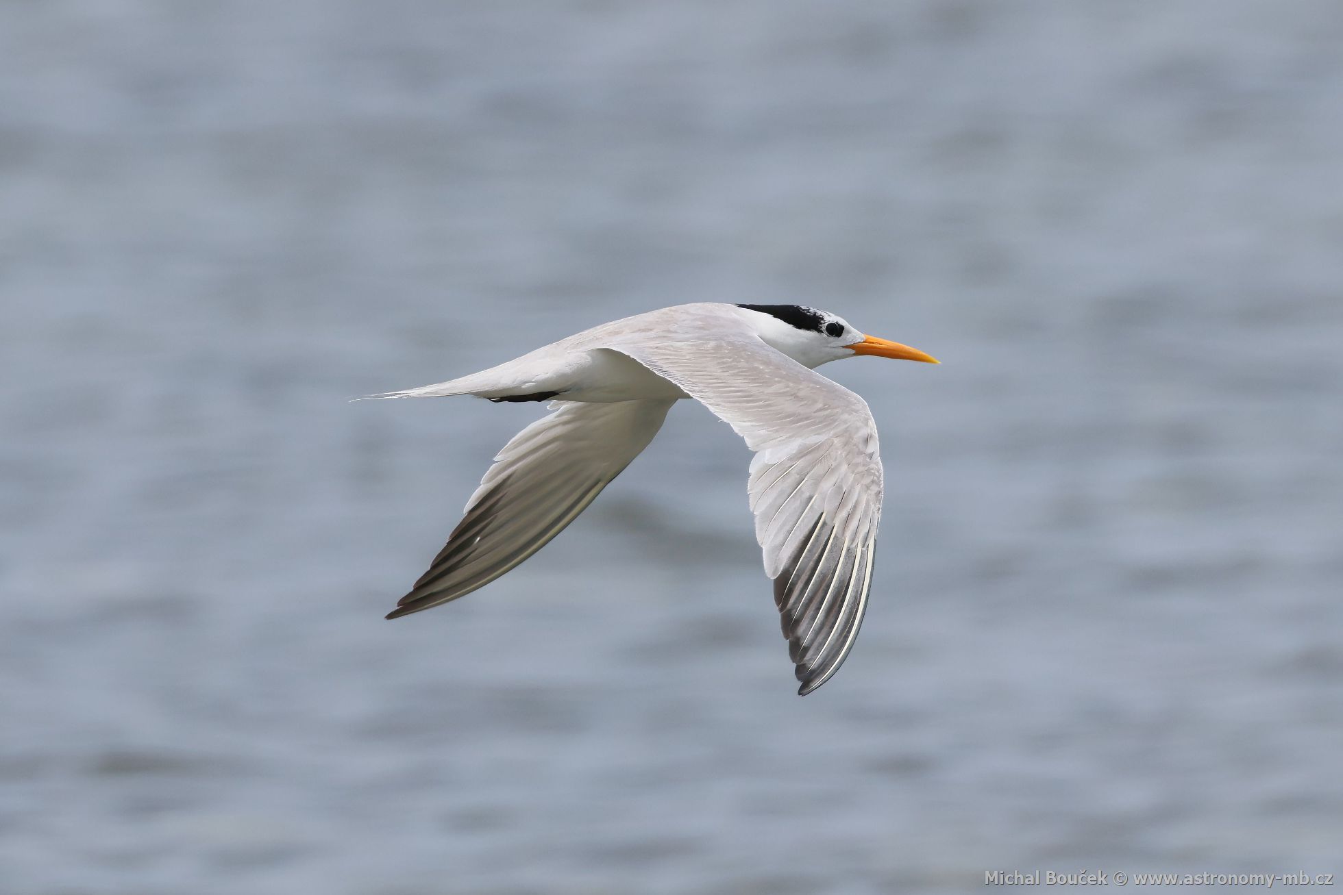 Rybák oranovozobý (Thalasseus bengalensis)