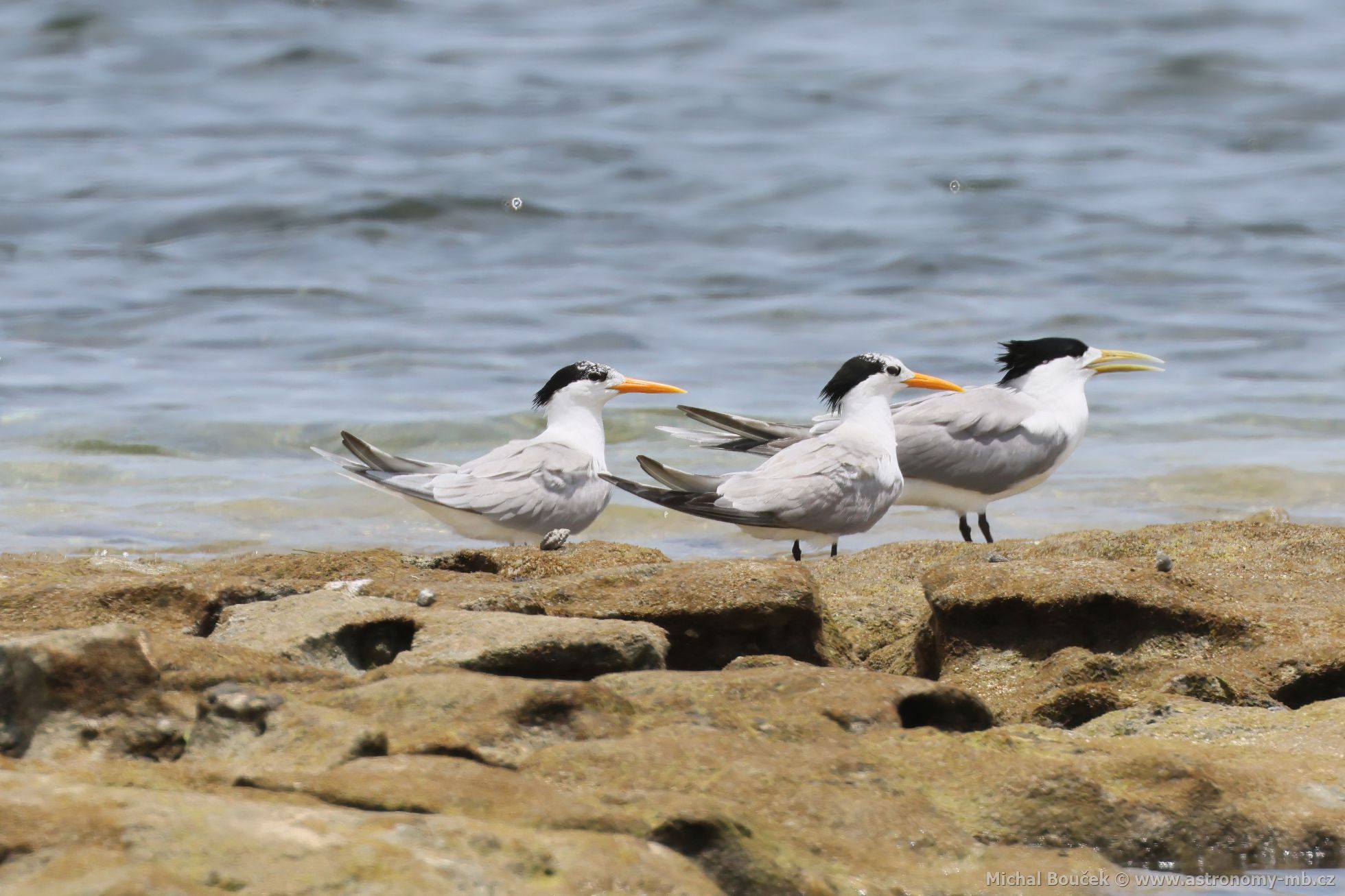 Rybák oranovozobý (Thalasseus bengalensis)
