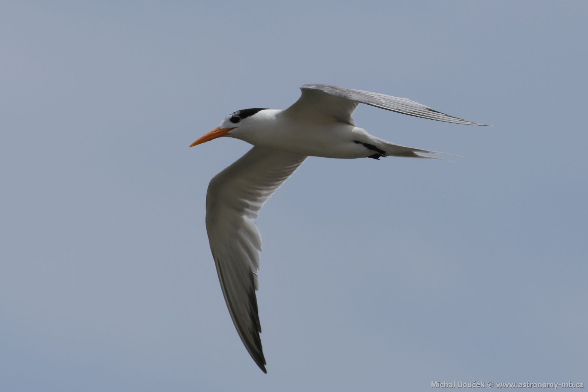 Rybák oranovozobý (Thalasseus bengalensis)