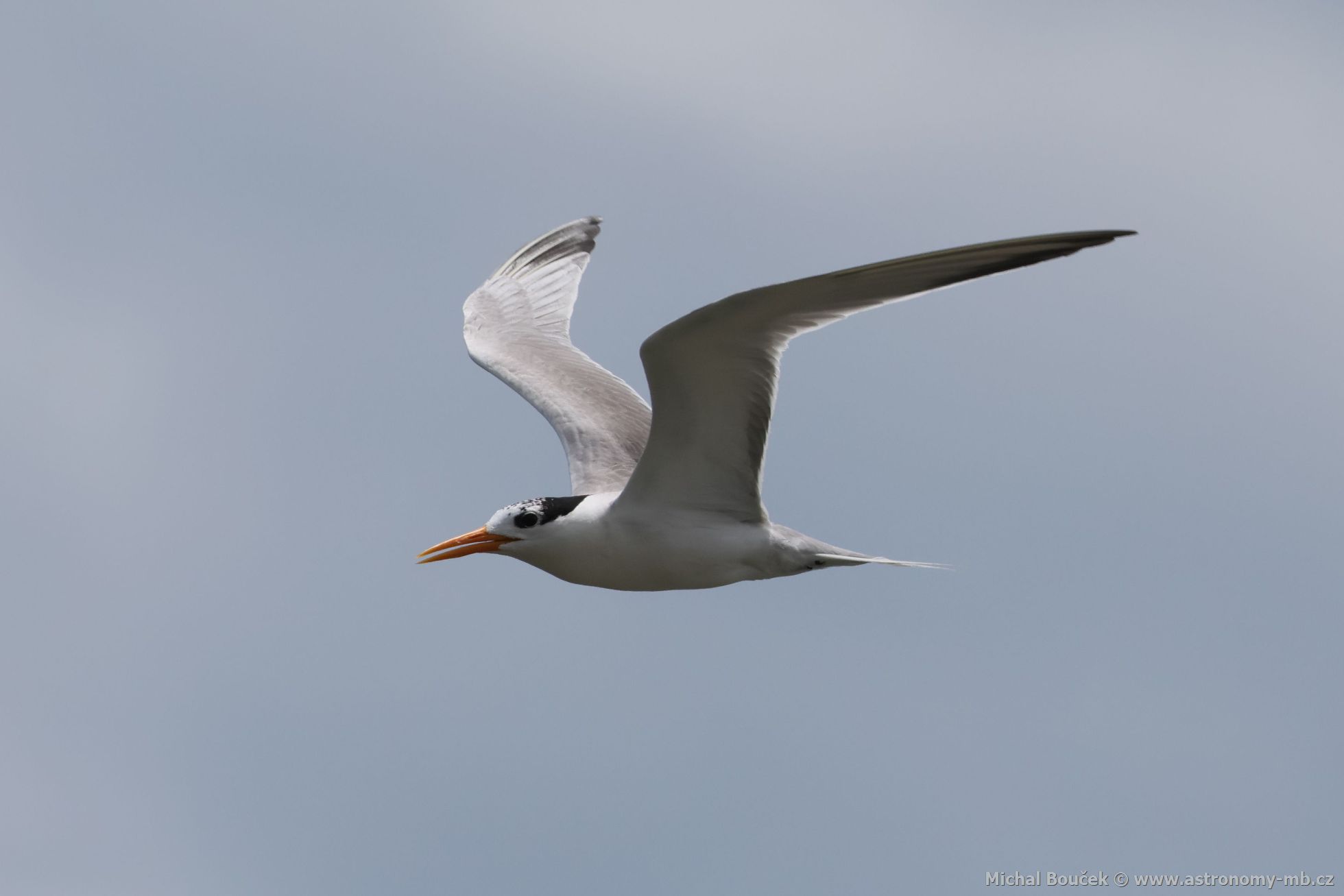 Rybák oranovozobý (Thalasseus bengalensis)