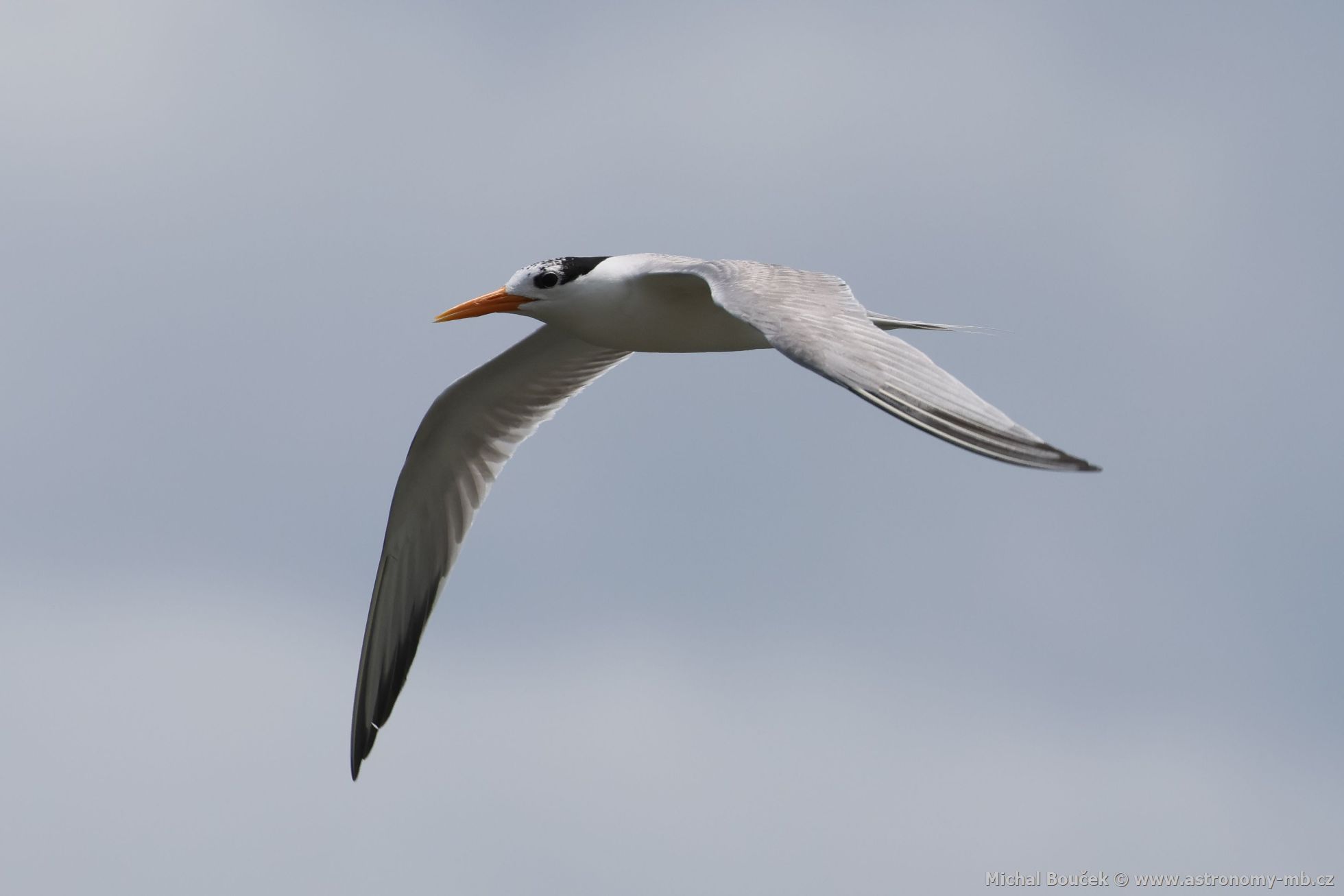 Rybák oranovozobý (Thalasseus bengalensis)