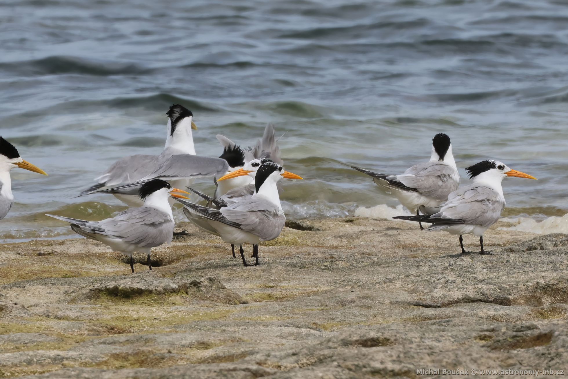 Rybák oranovozobý (Thalasseus bengalensis)