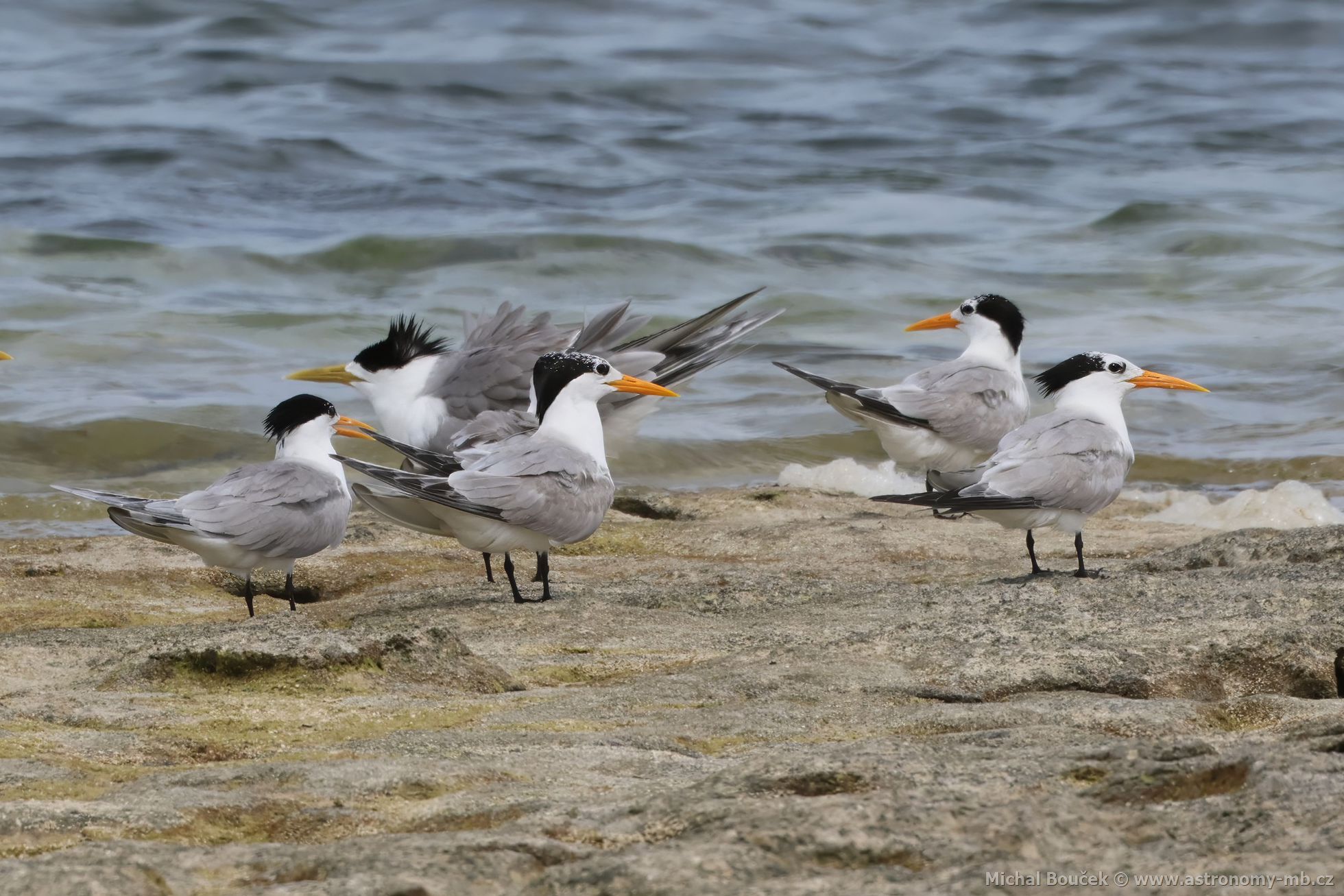 Rybák oranovozobý (Thalasseus bengalensis)