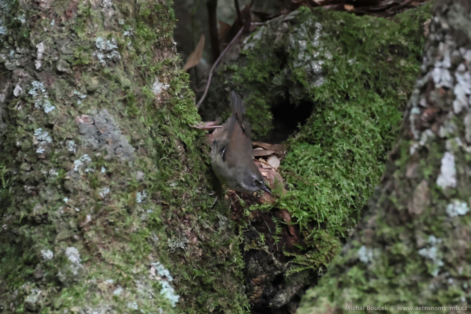 Stízlíkovec blobrvý (Sericornis frontalis)