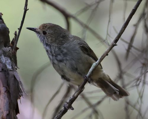 Stízlíkovec rudooký (Acanthiza pusilla)