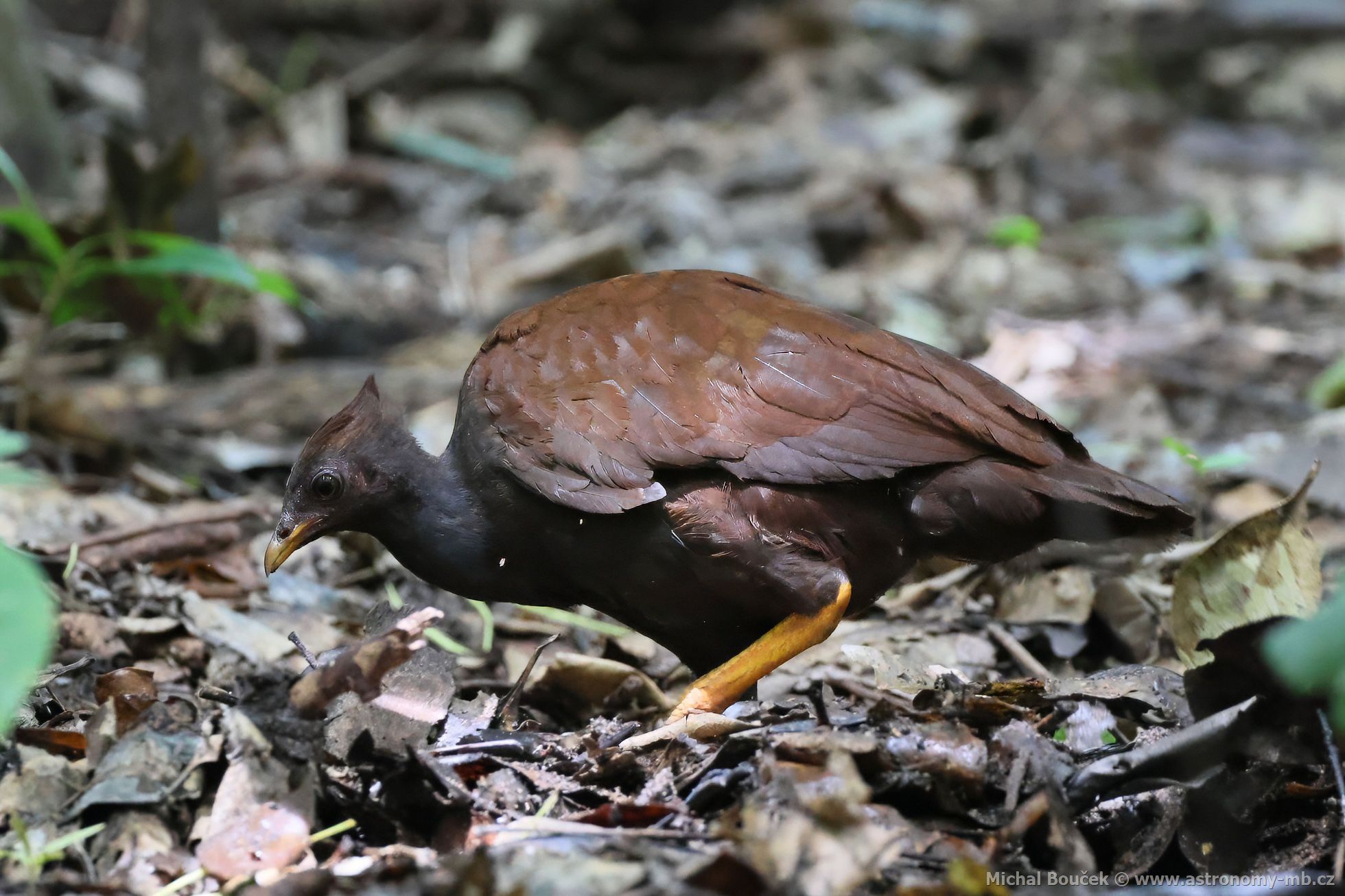 Tabon oranovonohý (Megapodius reinwardt)