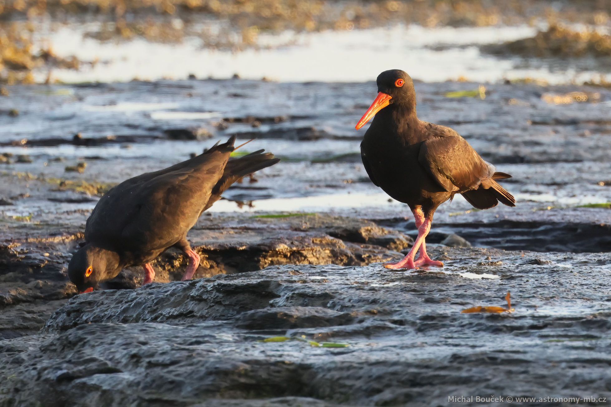 Ústiník australský (Haematopus fuliginosus)