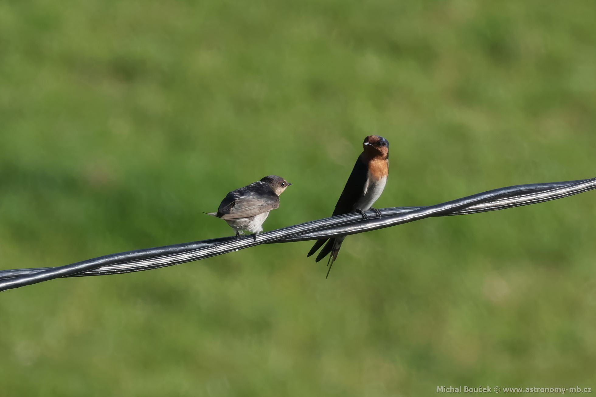 Vlaštovka šedobichá (Hirundo neoxena)