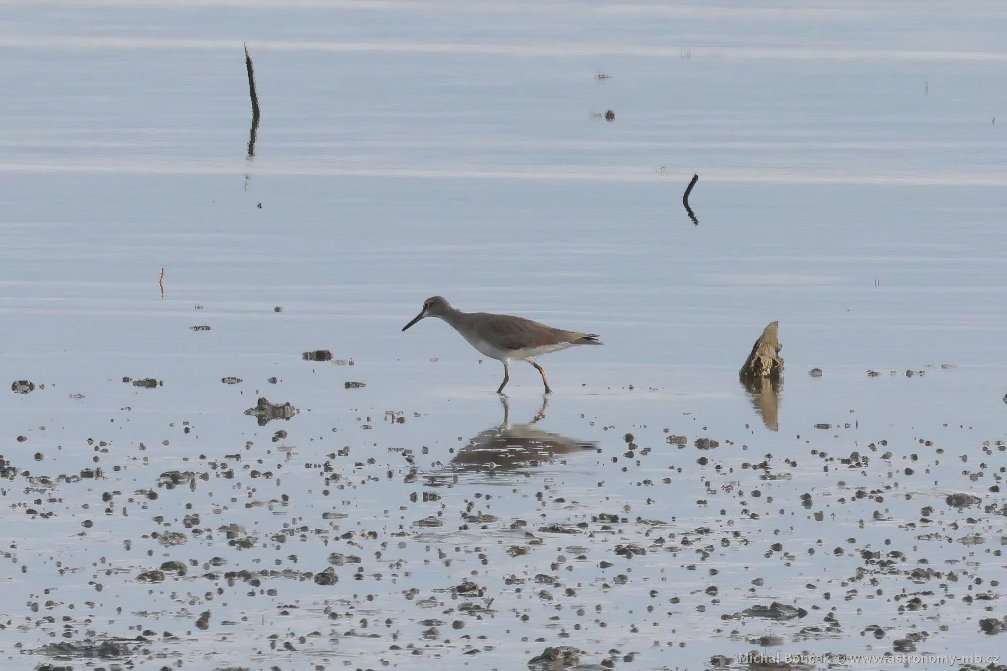 Vodouš íní (Tringa brevipes)