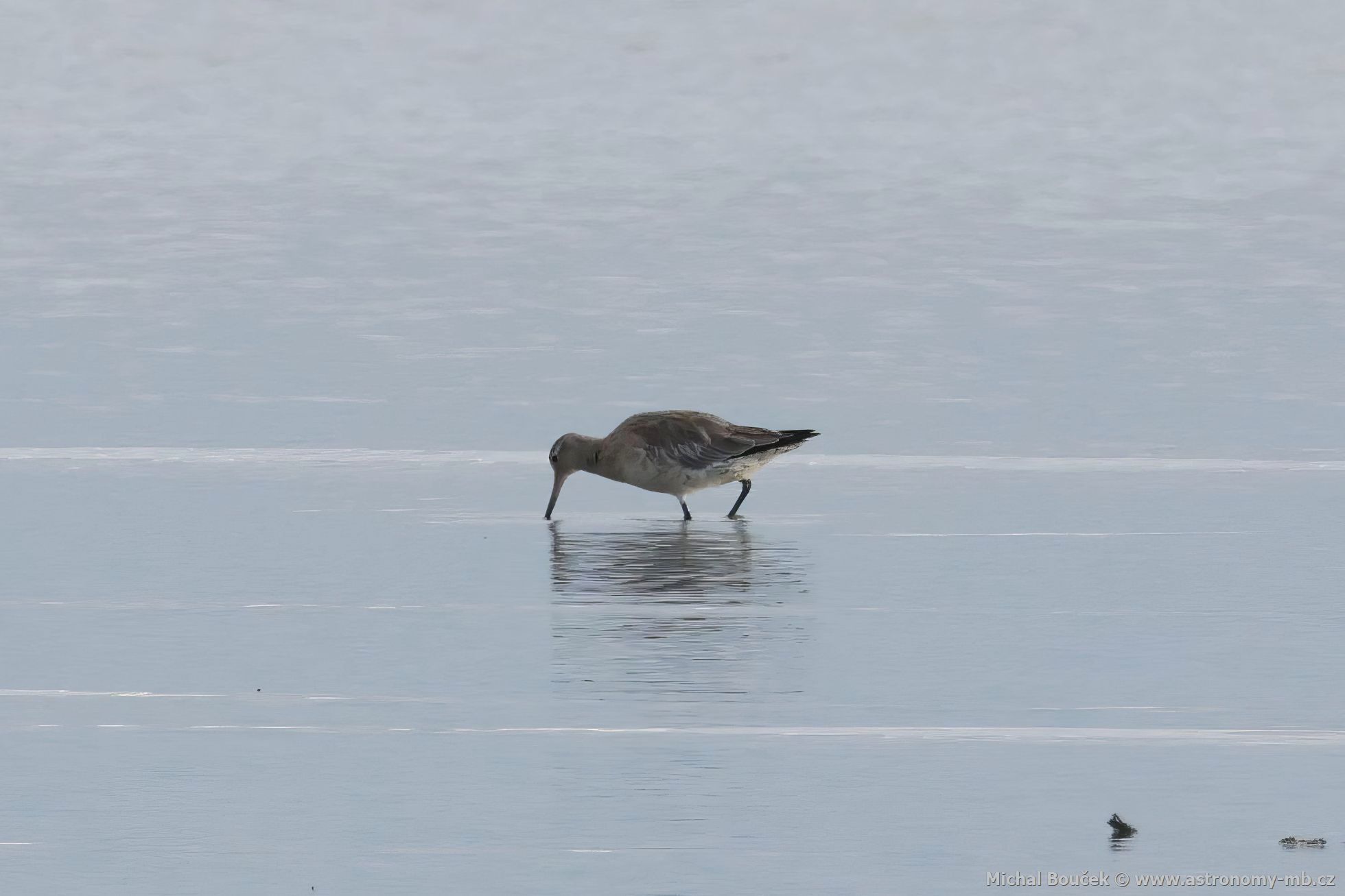 Vodouš íní (Tringa brevipes)