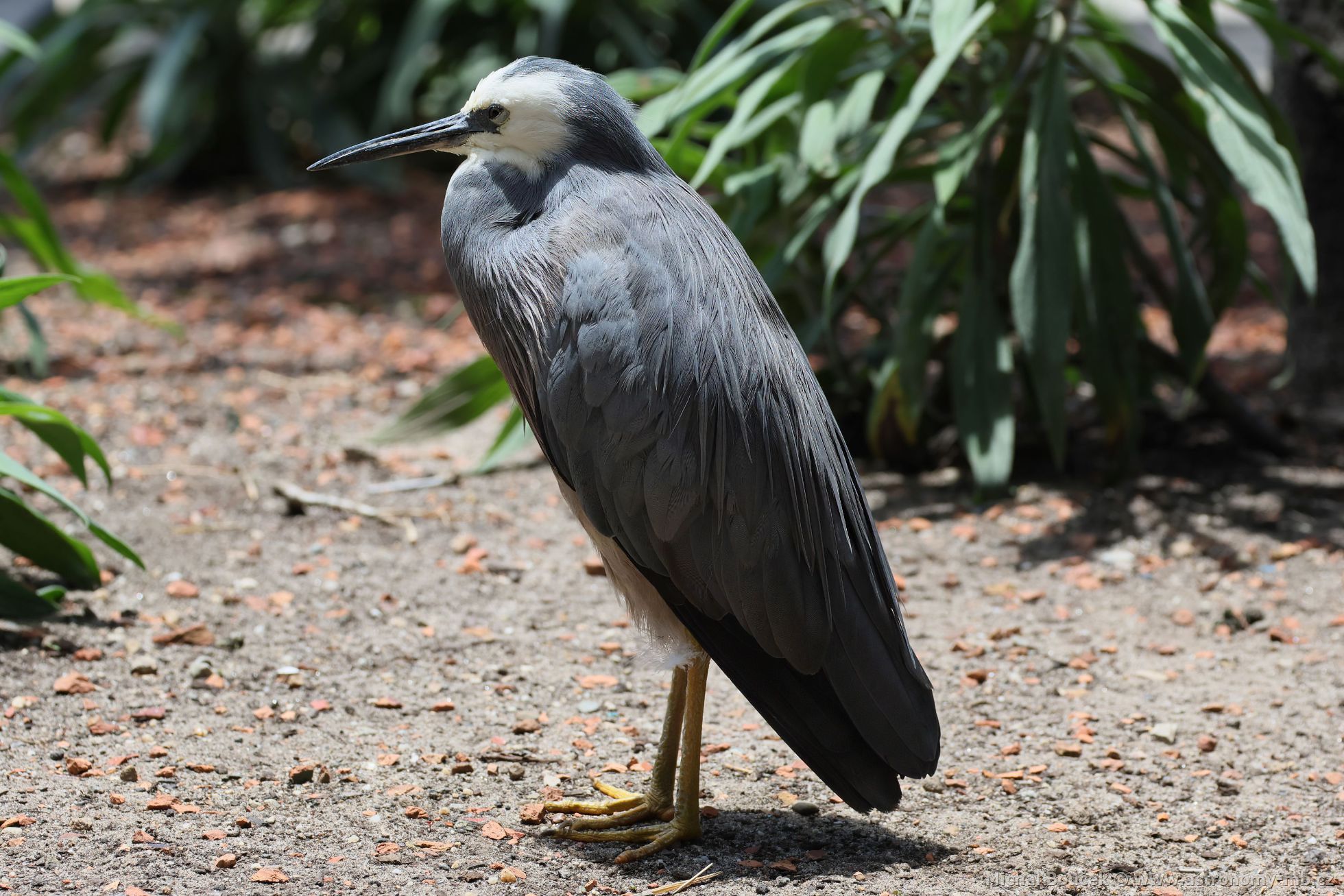 Volavka blolící (Egretta novaehollandiae)
