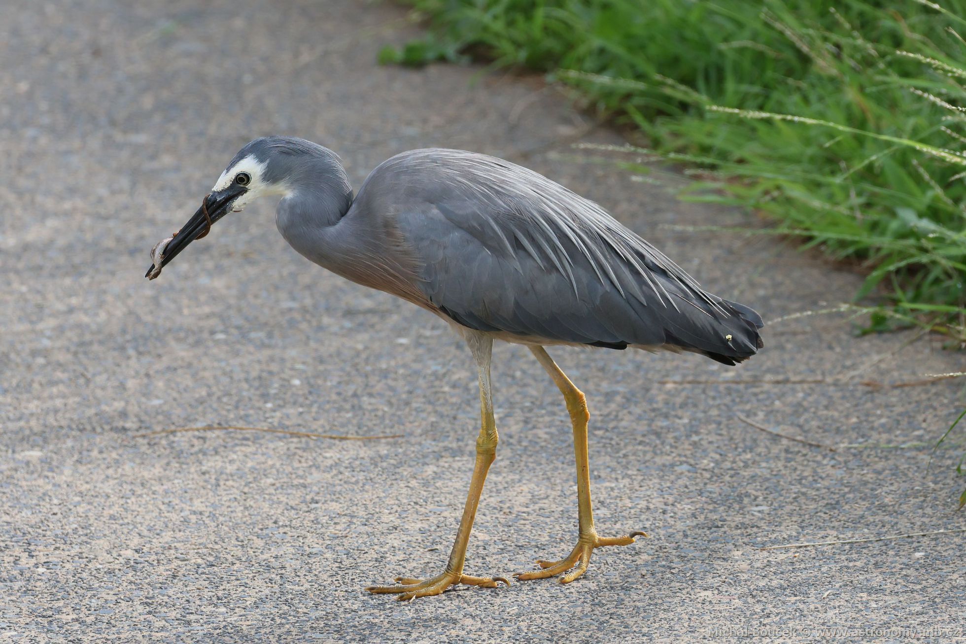 Volavka blolící (Egretta novaehollandiae)