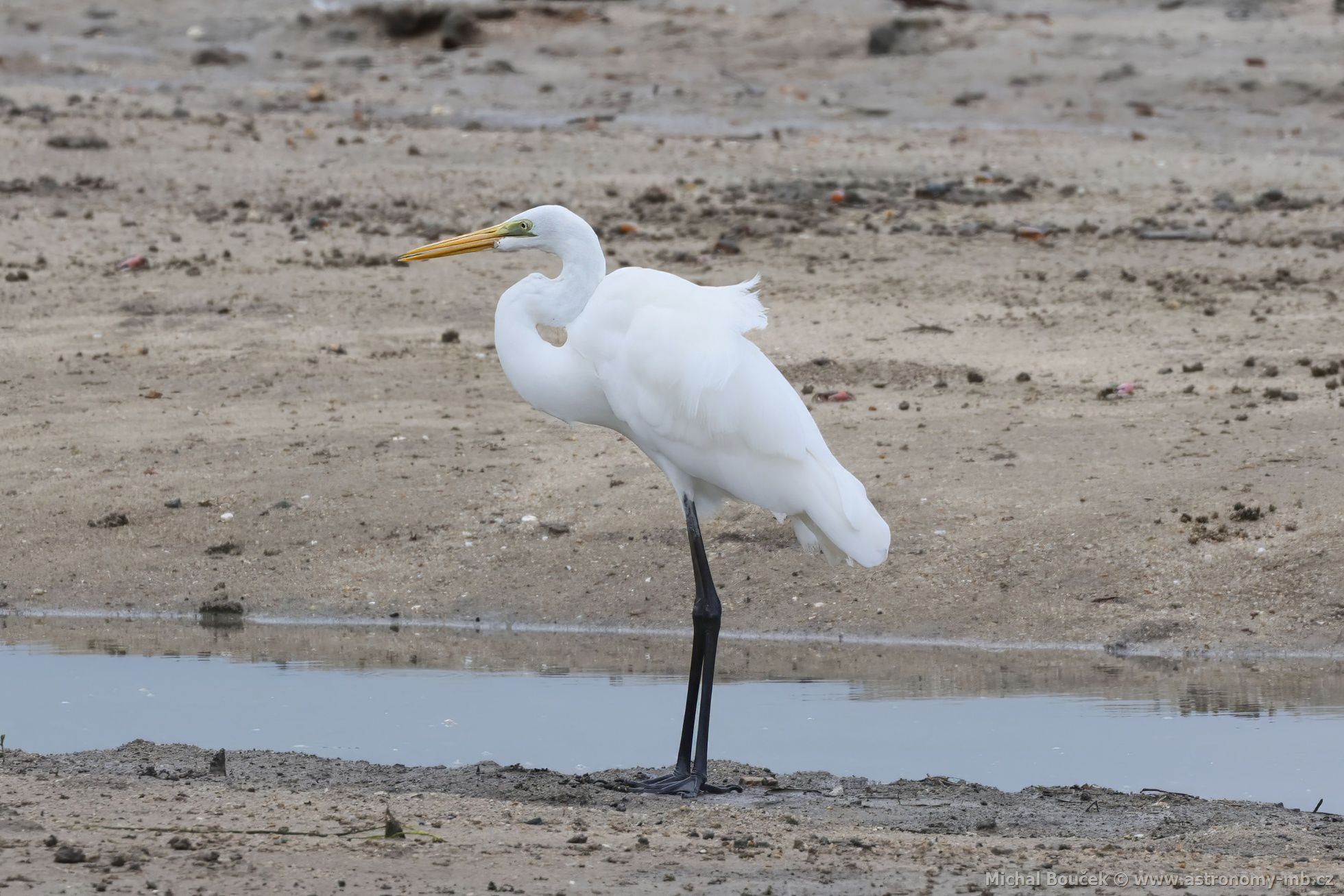 Volavka bílá jihoasijská (Ardea alba modesta)