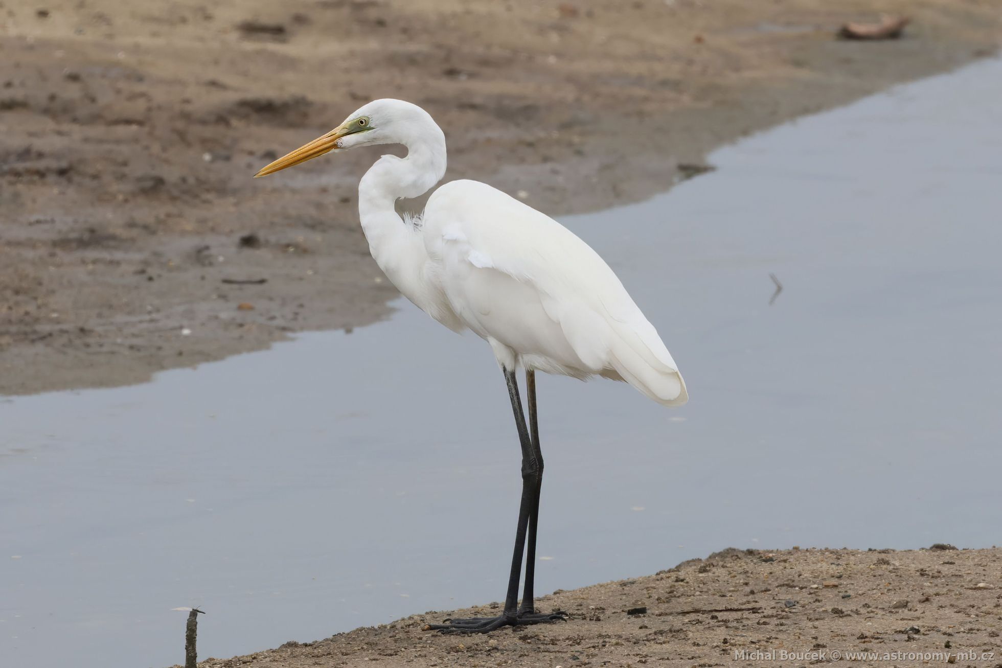 Volavka bílá jihoasijská (Ardea alba modesta)