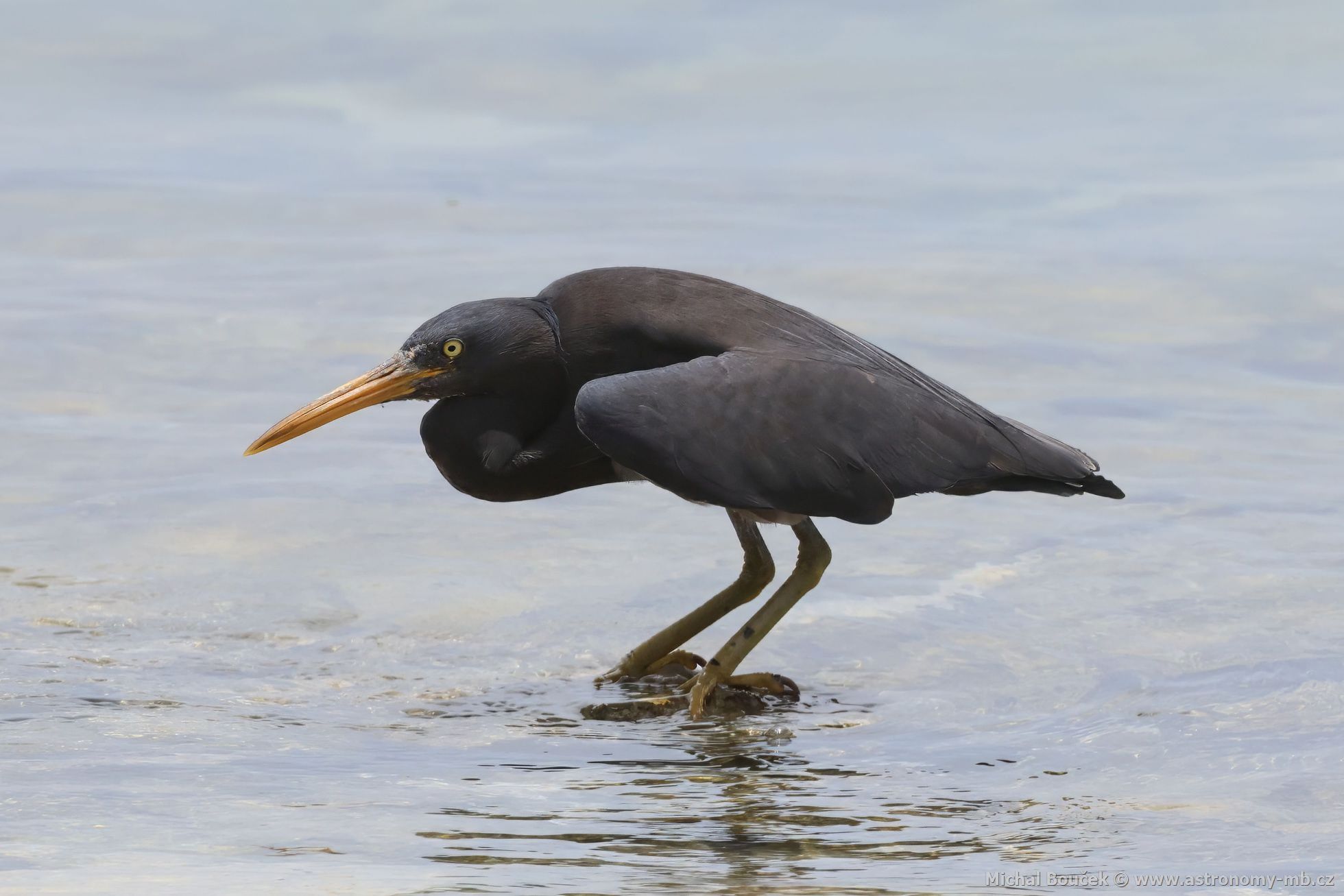 Volavka pobení (Egretta sacra)