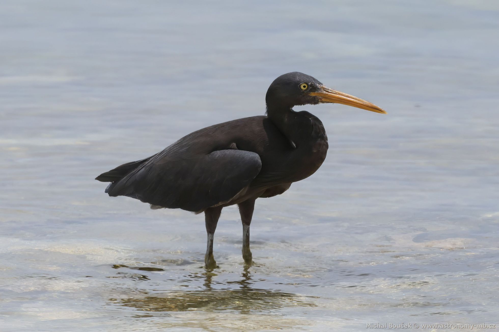 Volavka pobení (Egretta sacra)