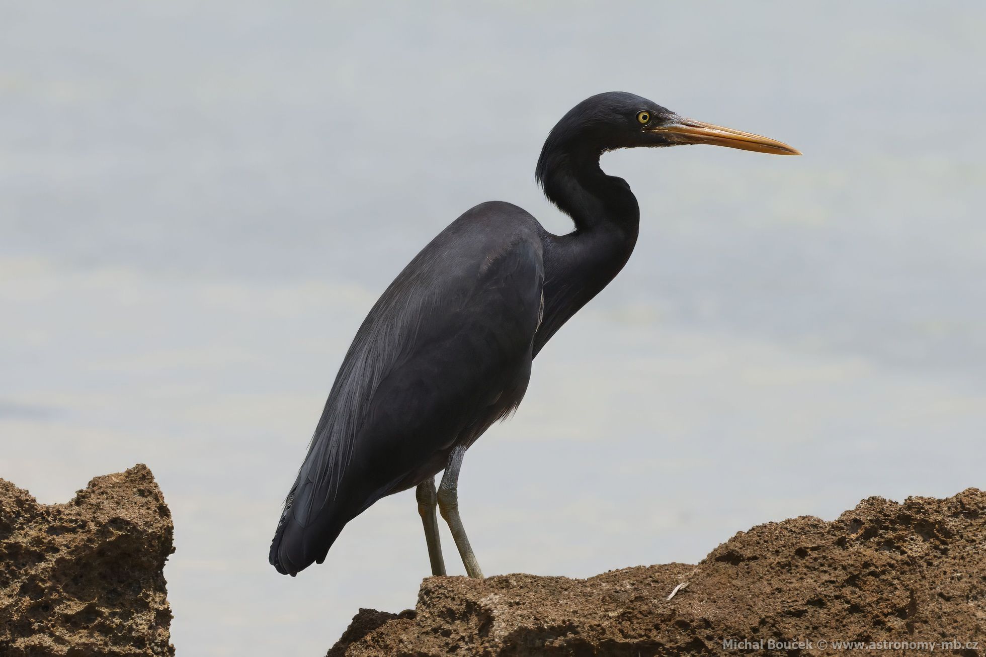 Volavka pobení (Egretta sacra)