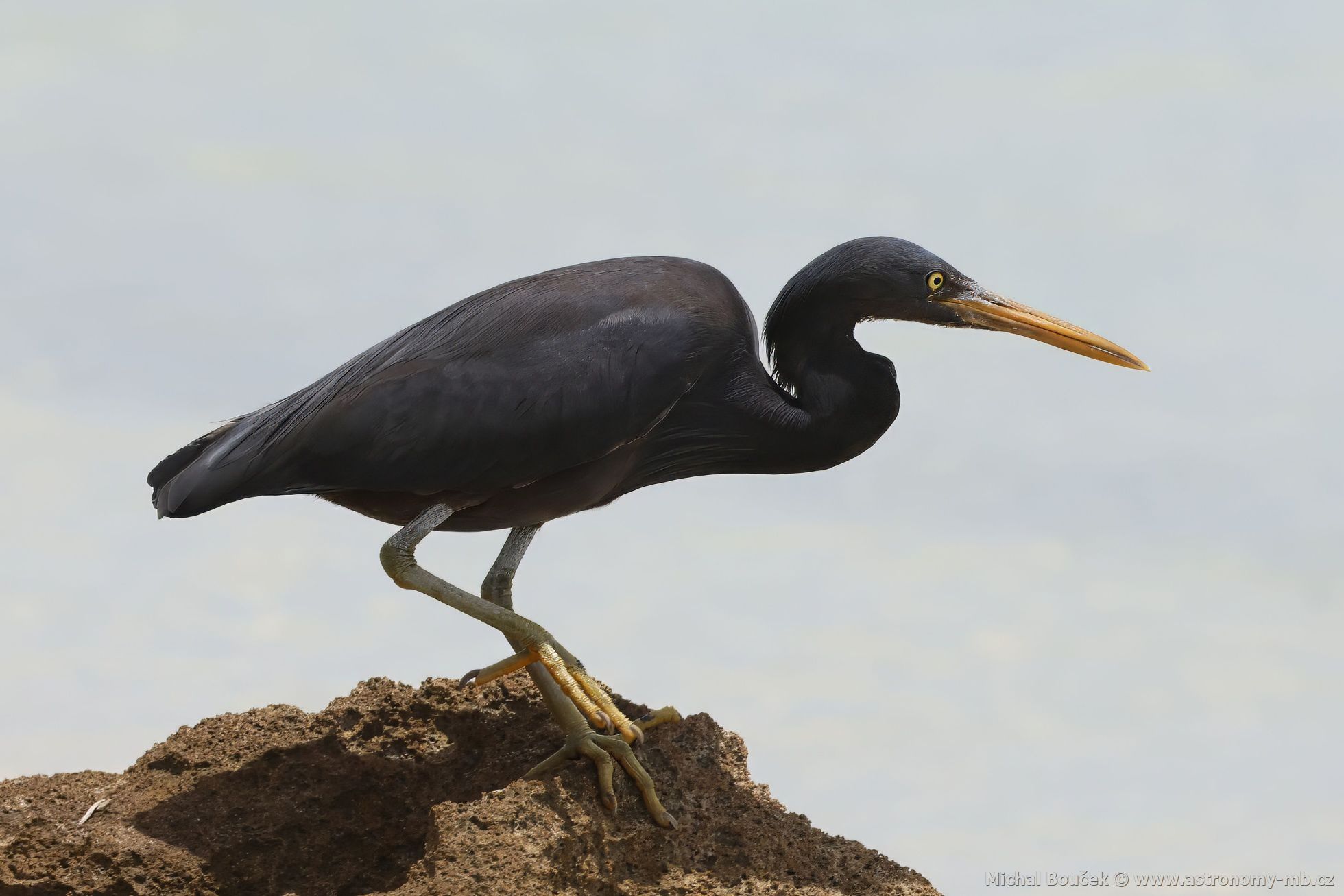 Volavka pobení (Egretta sacra)