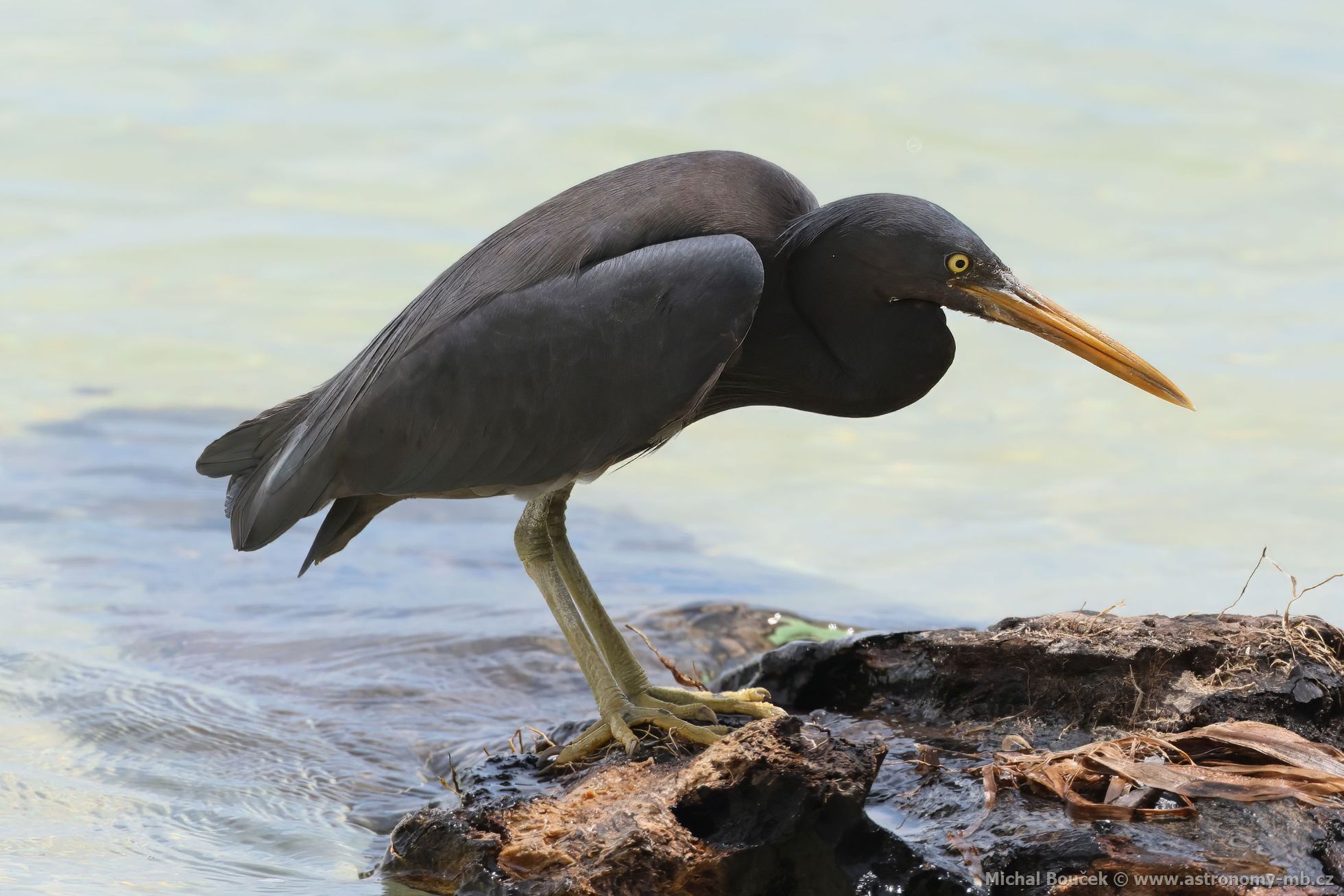 Volavka pobení (Egretta sacra)