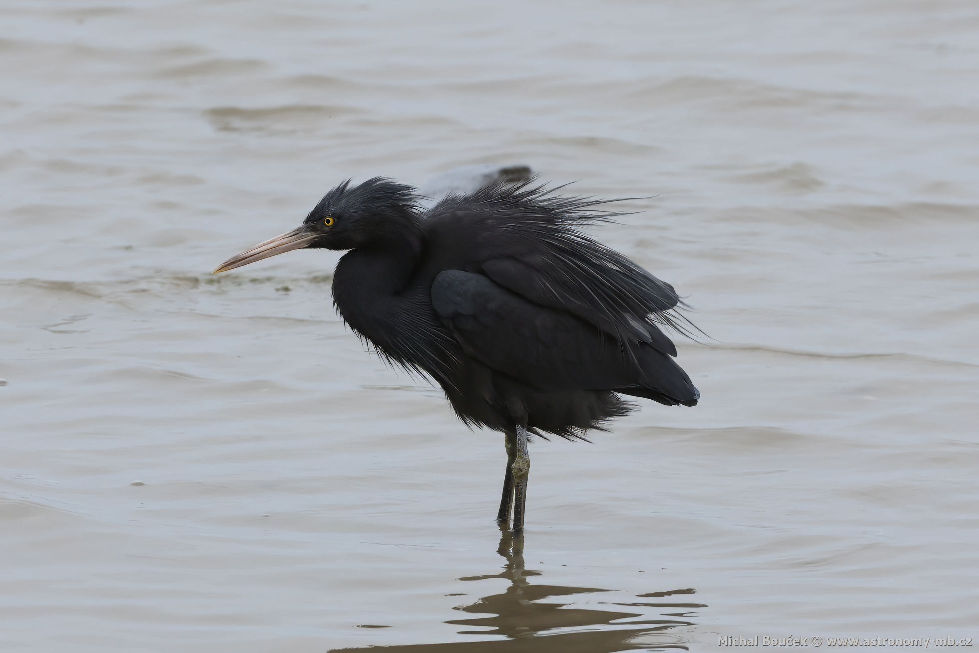 Volavka pobení (Egretta sacra)