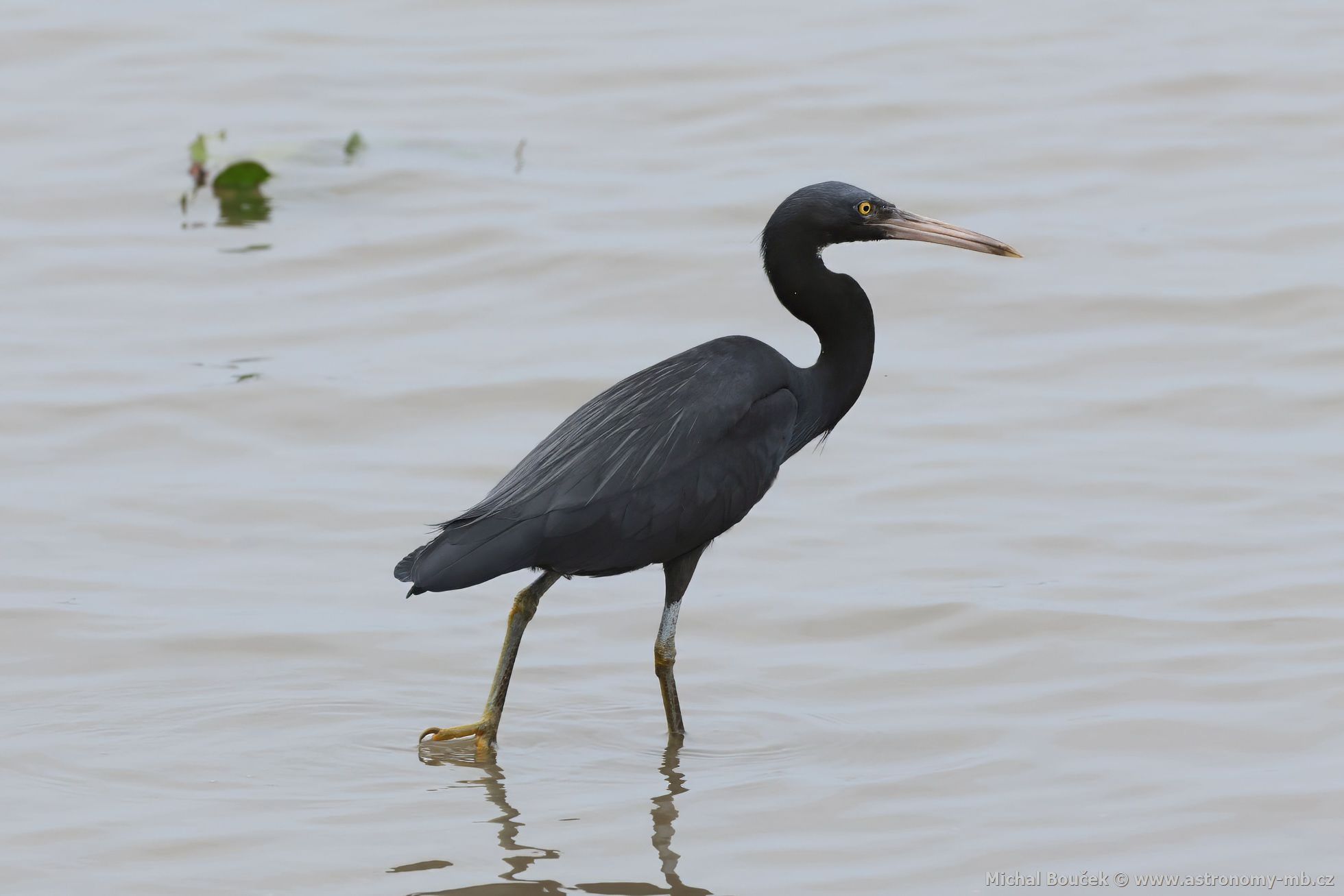 Volavka pobení (Egretta sacra)