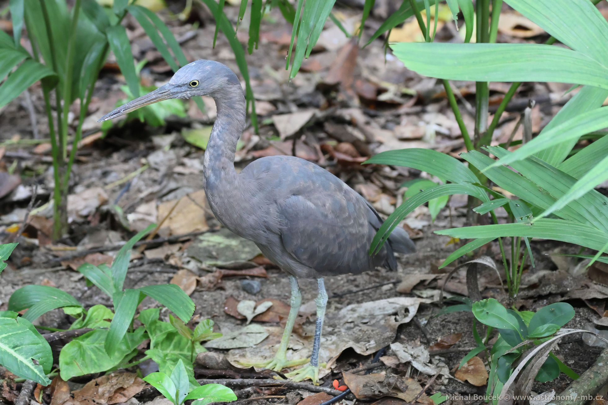 Volavka pobení (Egretta sacra)