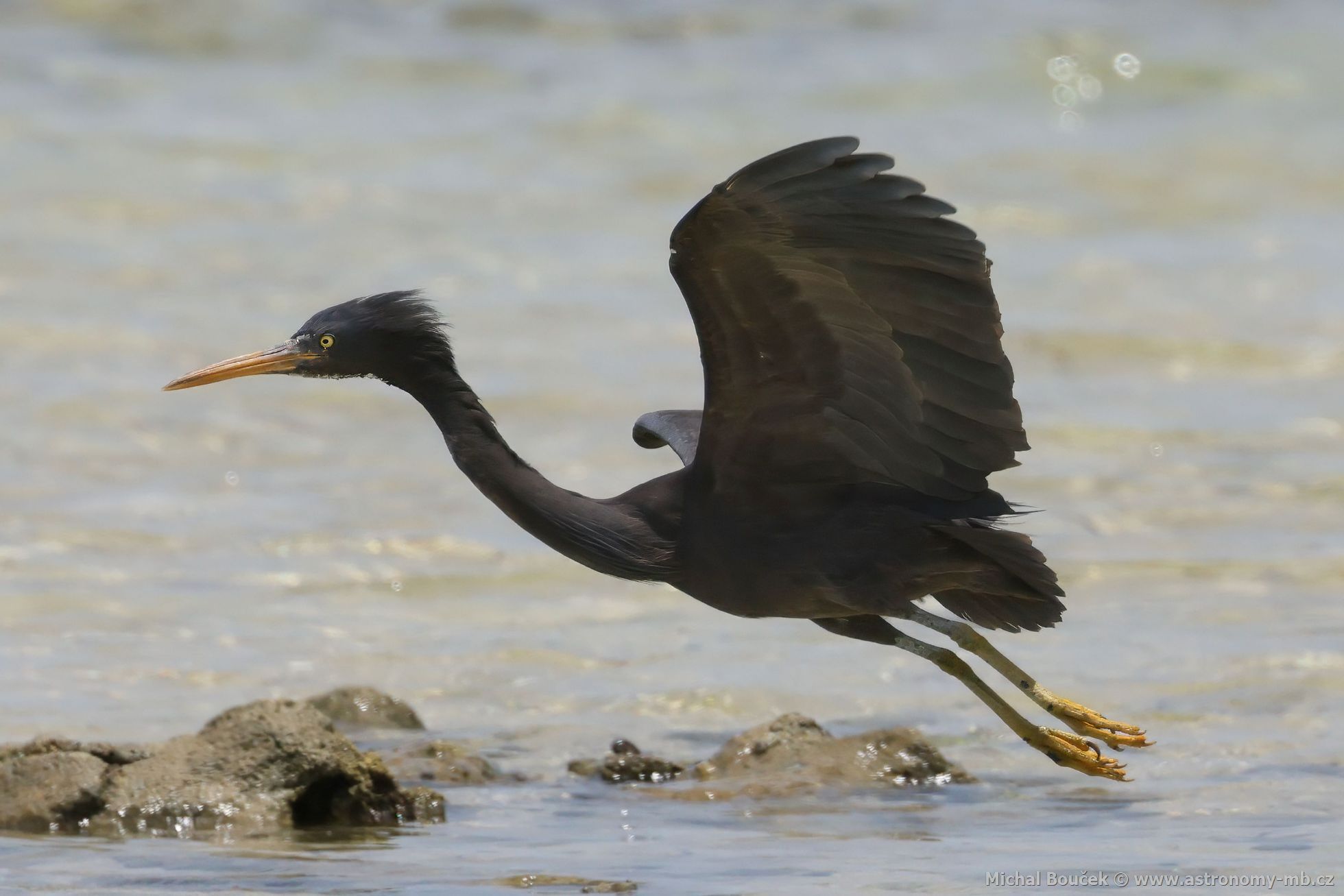 Volavka pobení (Egretta sacra)