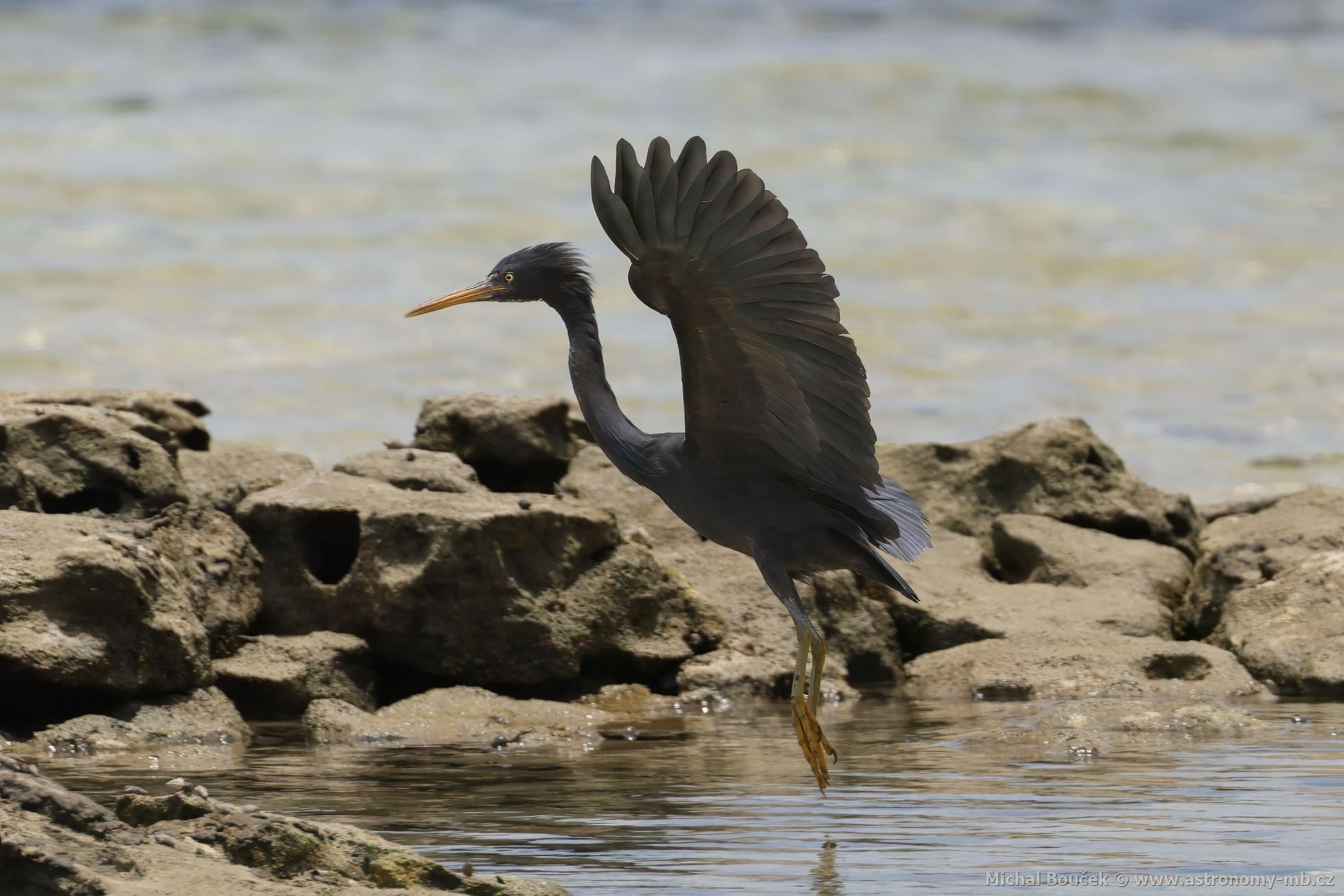 Volavka pobení (Egretta sacra)