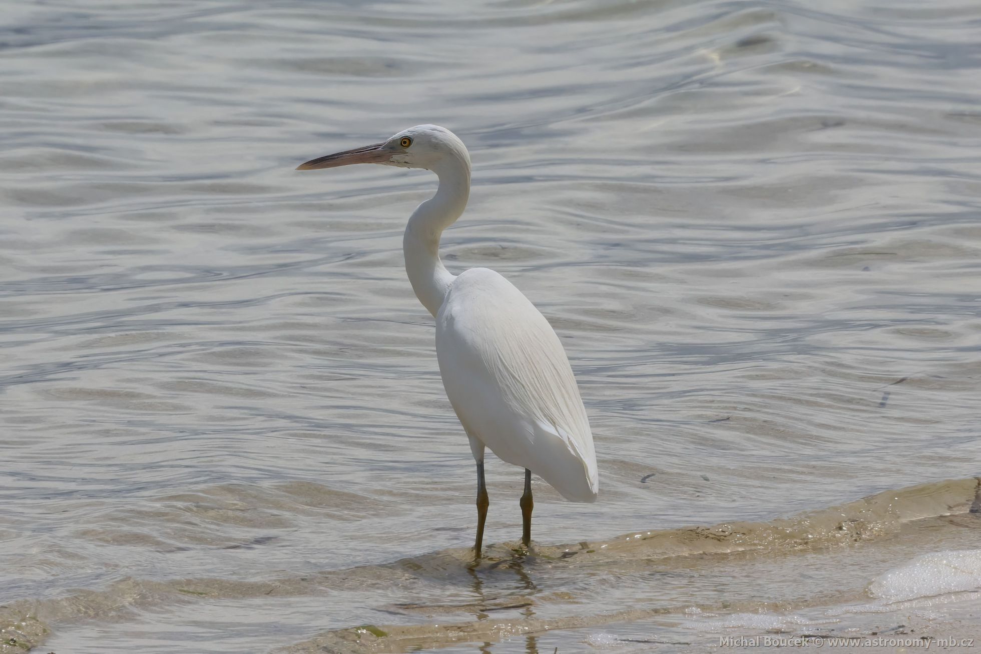 Volavka pobení (Egretta sacra)