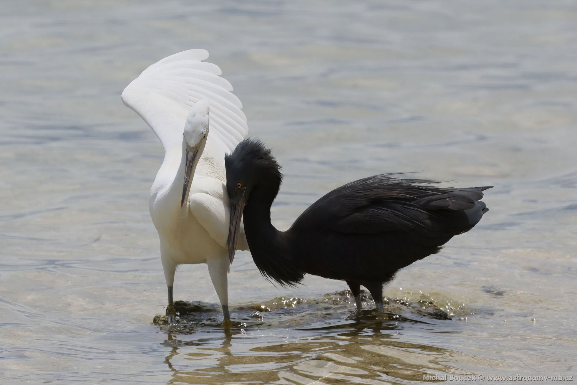 Volavka pobení (Egretta sacra)