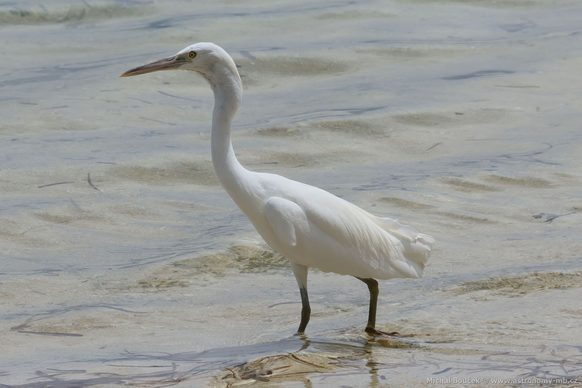 Volavka pobení (Egretta sacra)