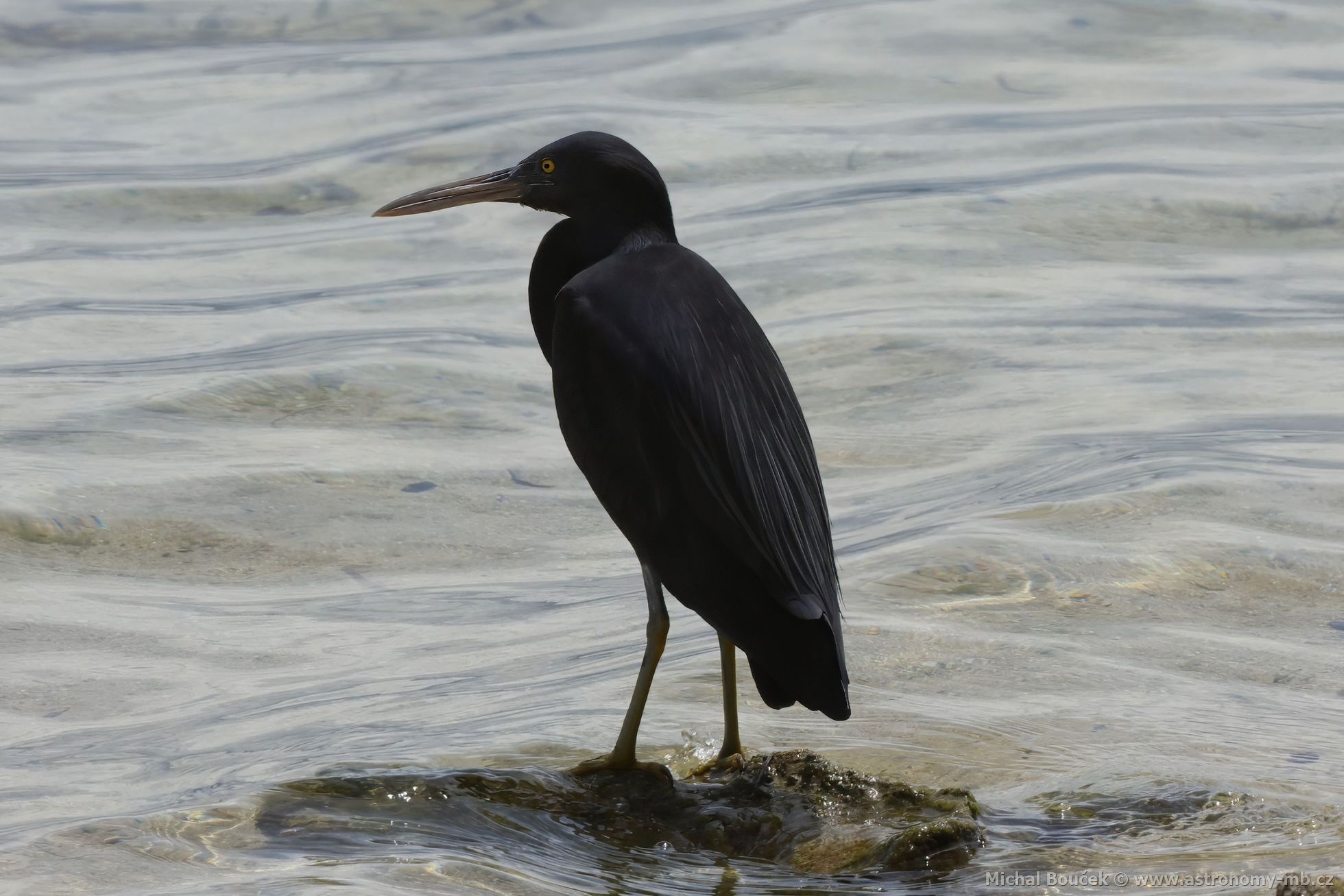 Volavka pobení (Egretta sacra)