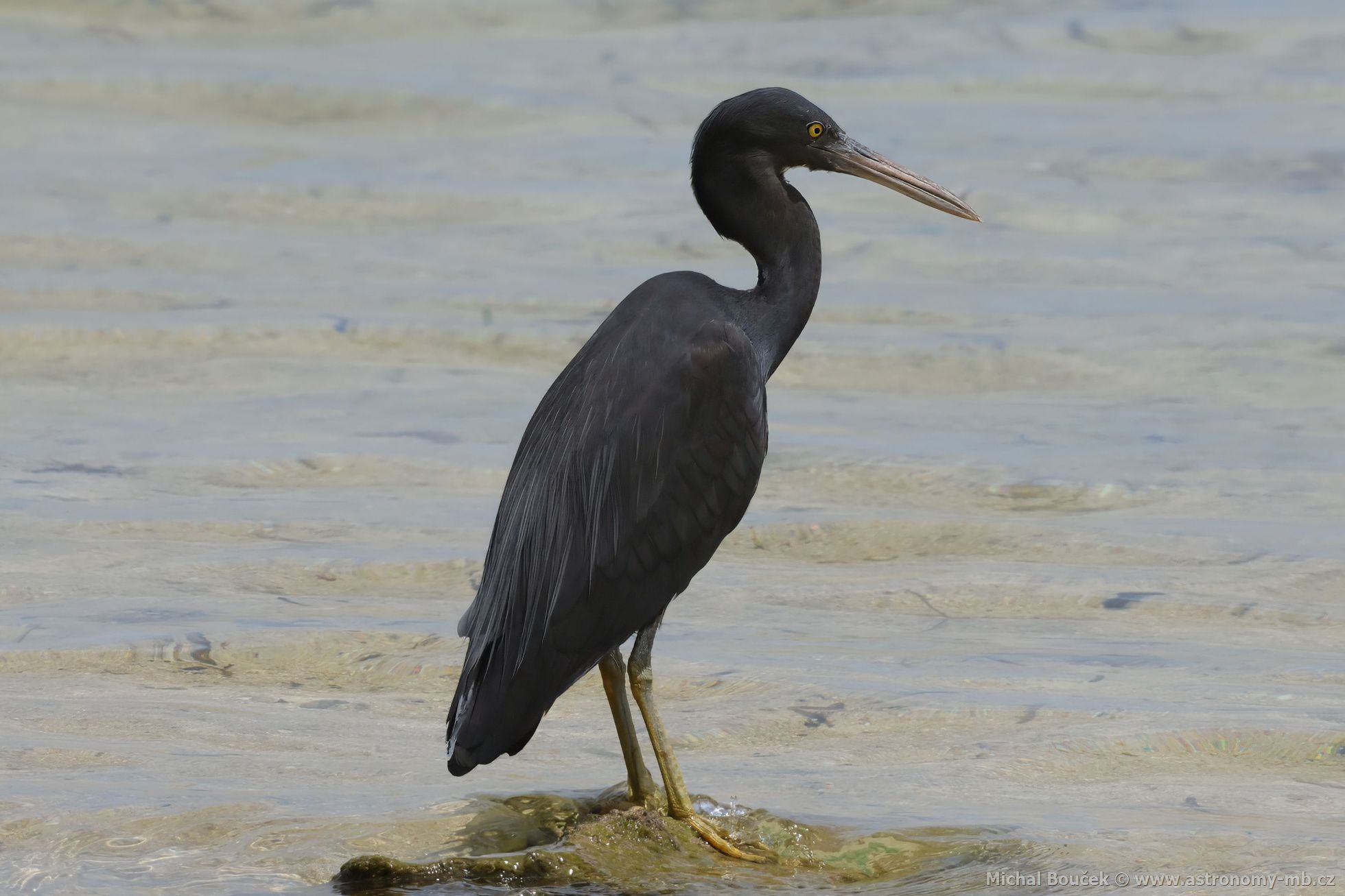 Volavka pobení (Egretta sacra)