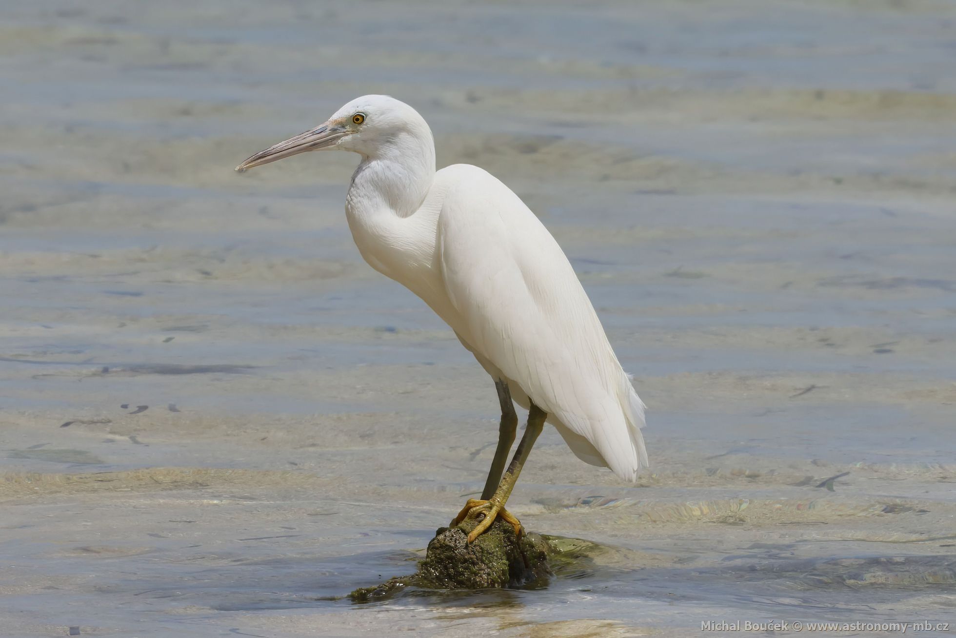 Volavka pobení (Egretta sacra)