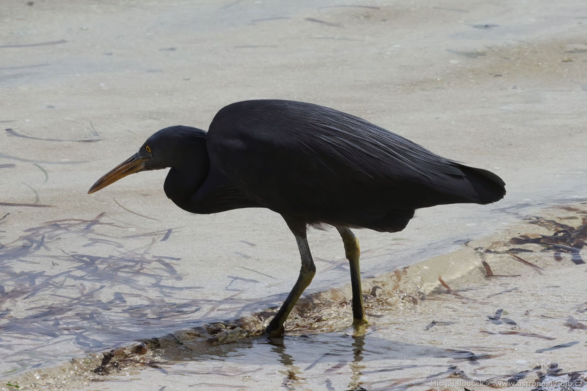 Volavka pobení (Egretta sacra)
